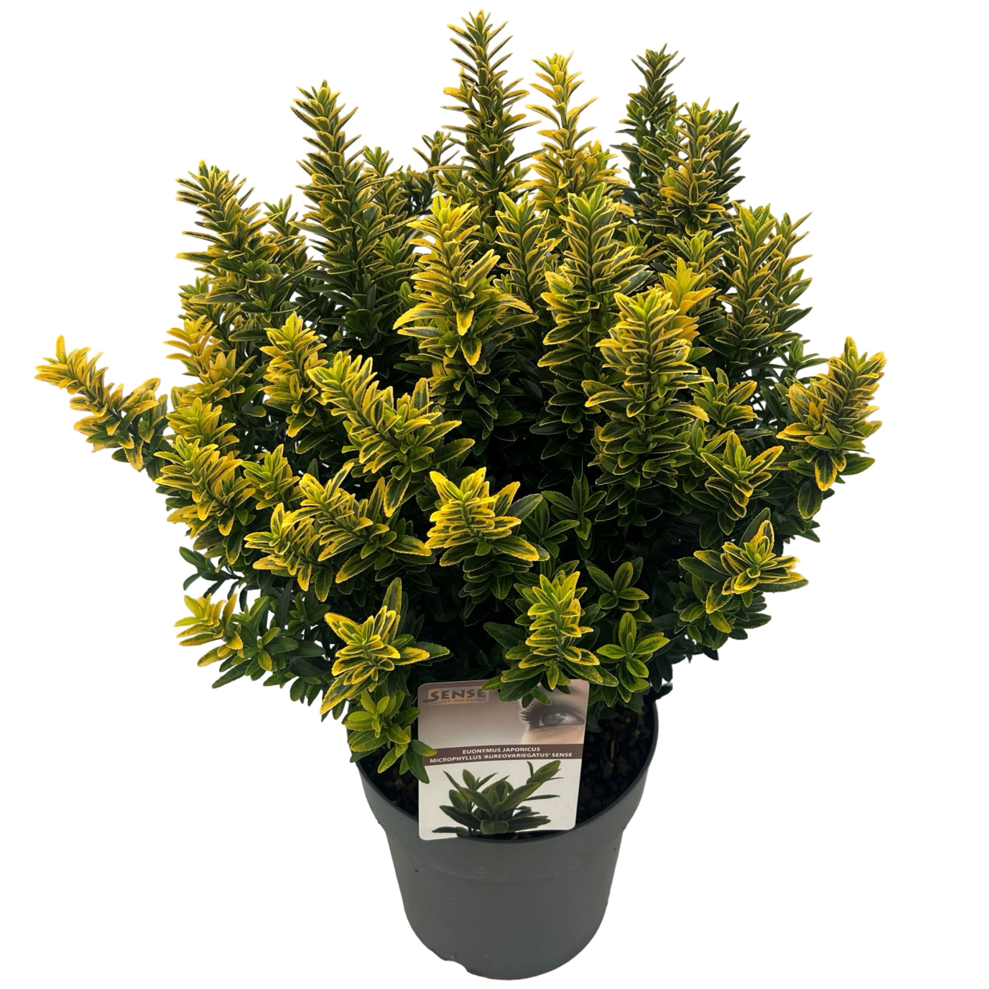 Euonymus j. 'micro. Aureovariegatus' sense, D 23 cm