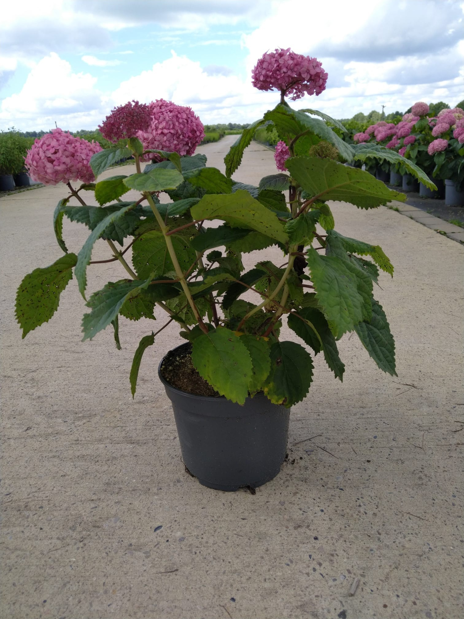 Hydrangea arb. 'Pink Annabelle' ® 60-80cm, D 23