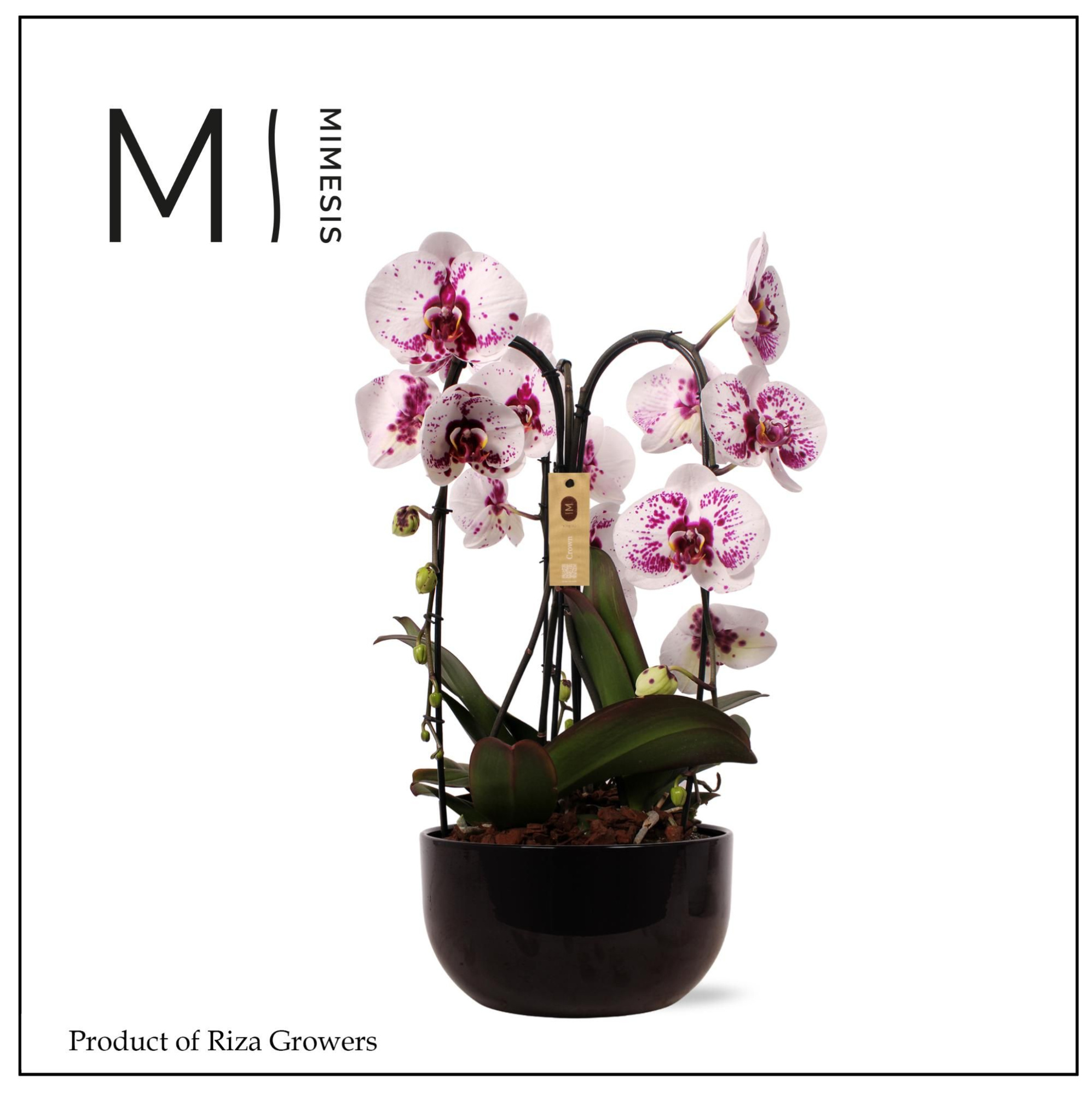 Phalaenopsis Arrangement Crown White Special 3 spike - 26cm in Saskia Black Ceramic | Mimesis, D 26 cm