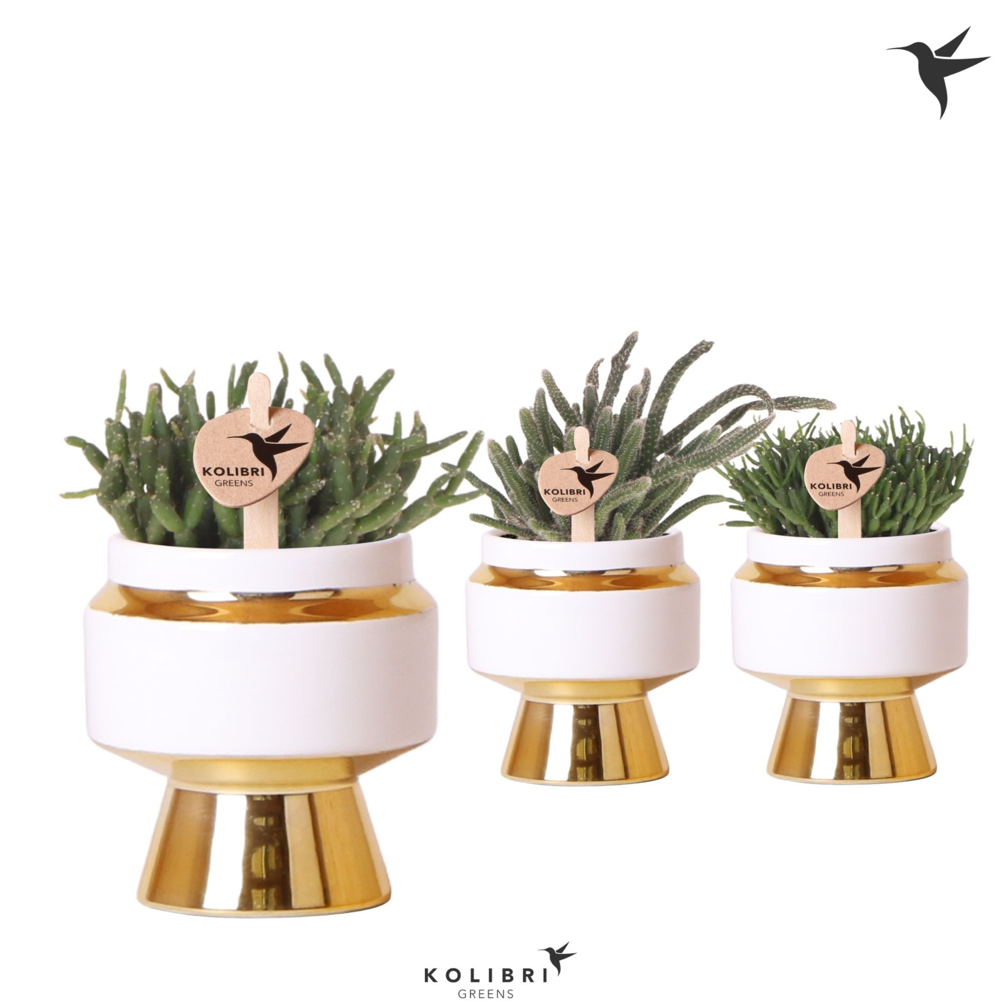 Kolibri Greens Rhipsalis mix in Le Chic pot gold, D 6 cm
