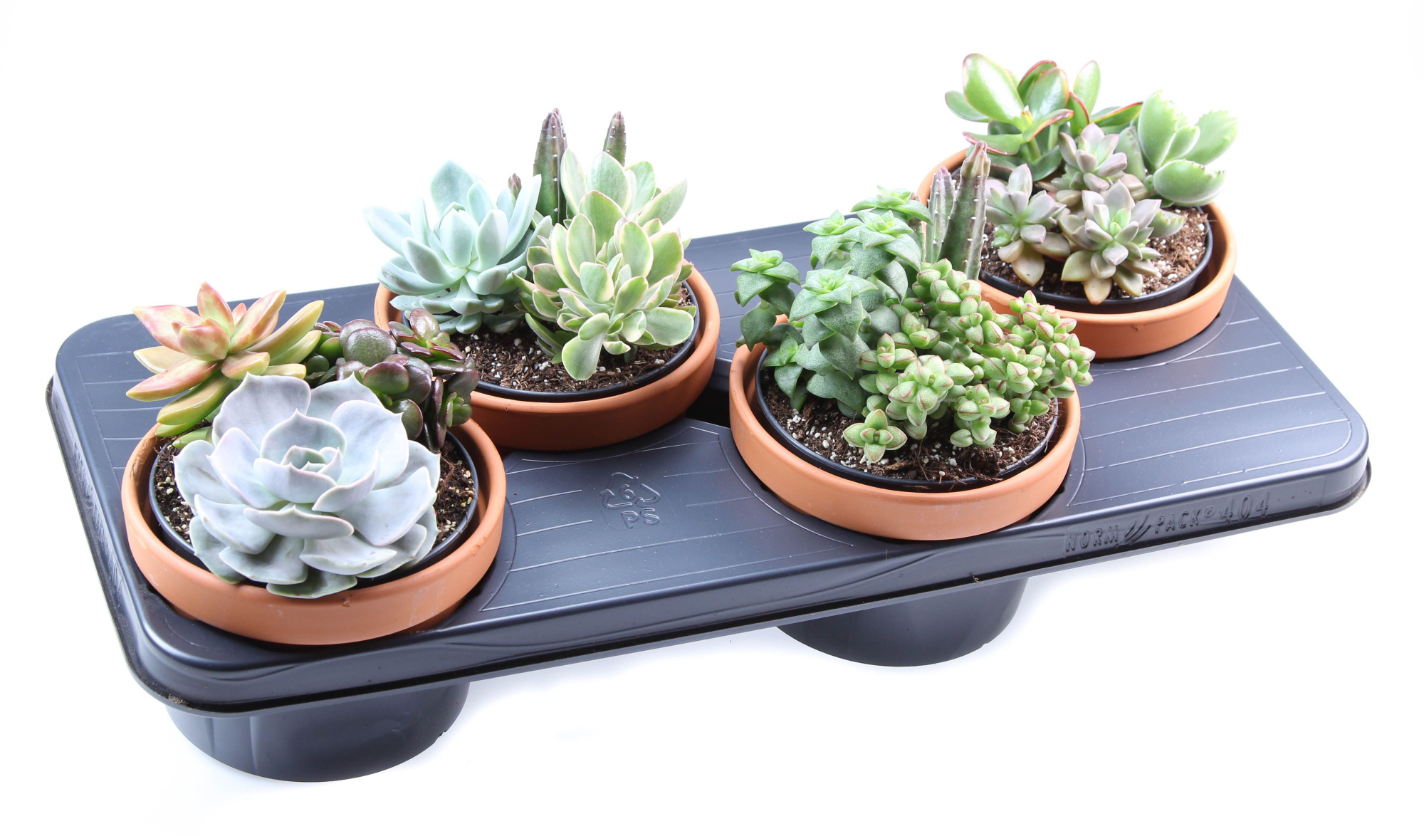 Succulenten arrangement + pot, D 15 cm