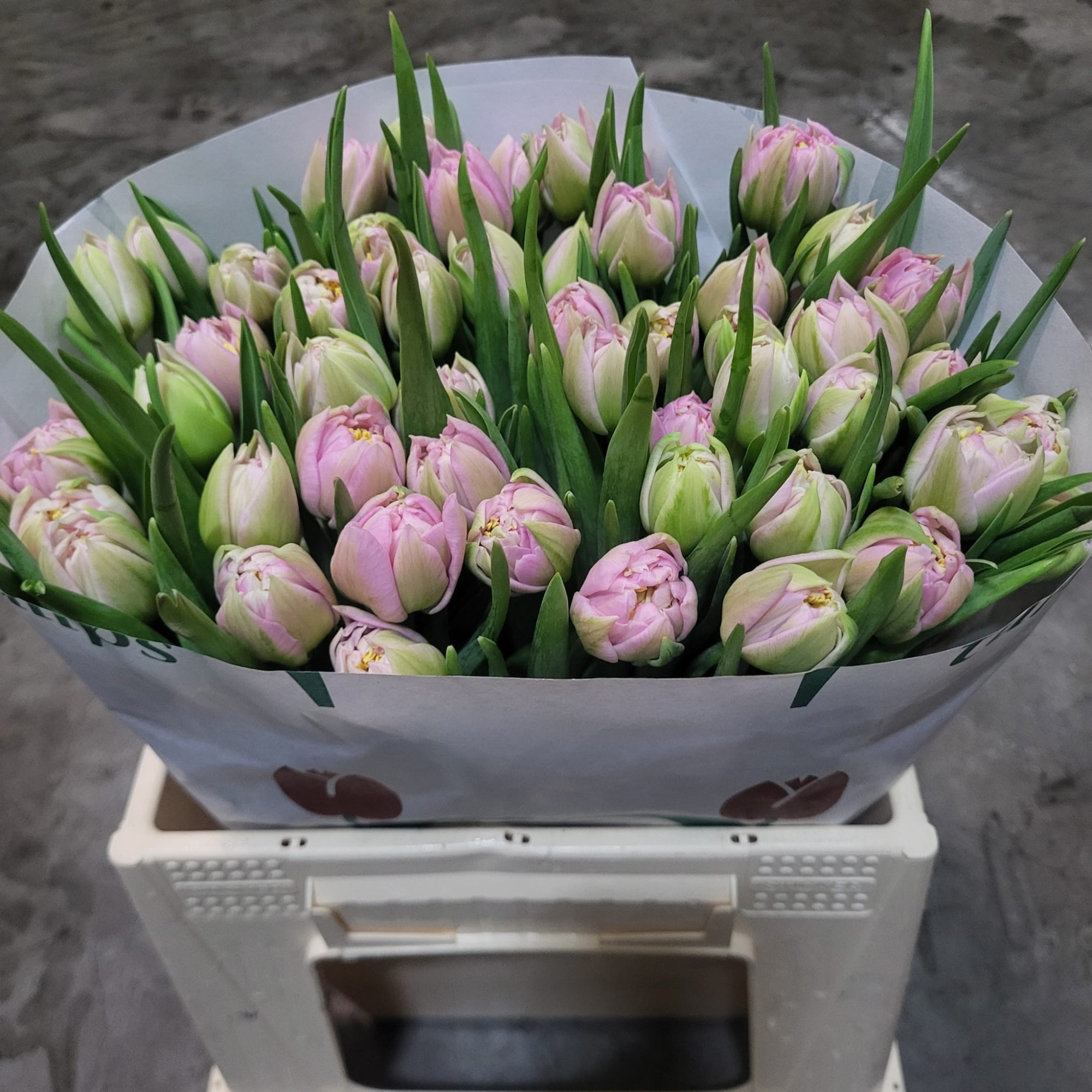 Тюльпан дв. Пескара, шт.