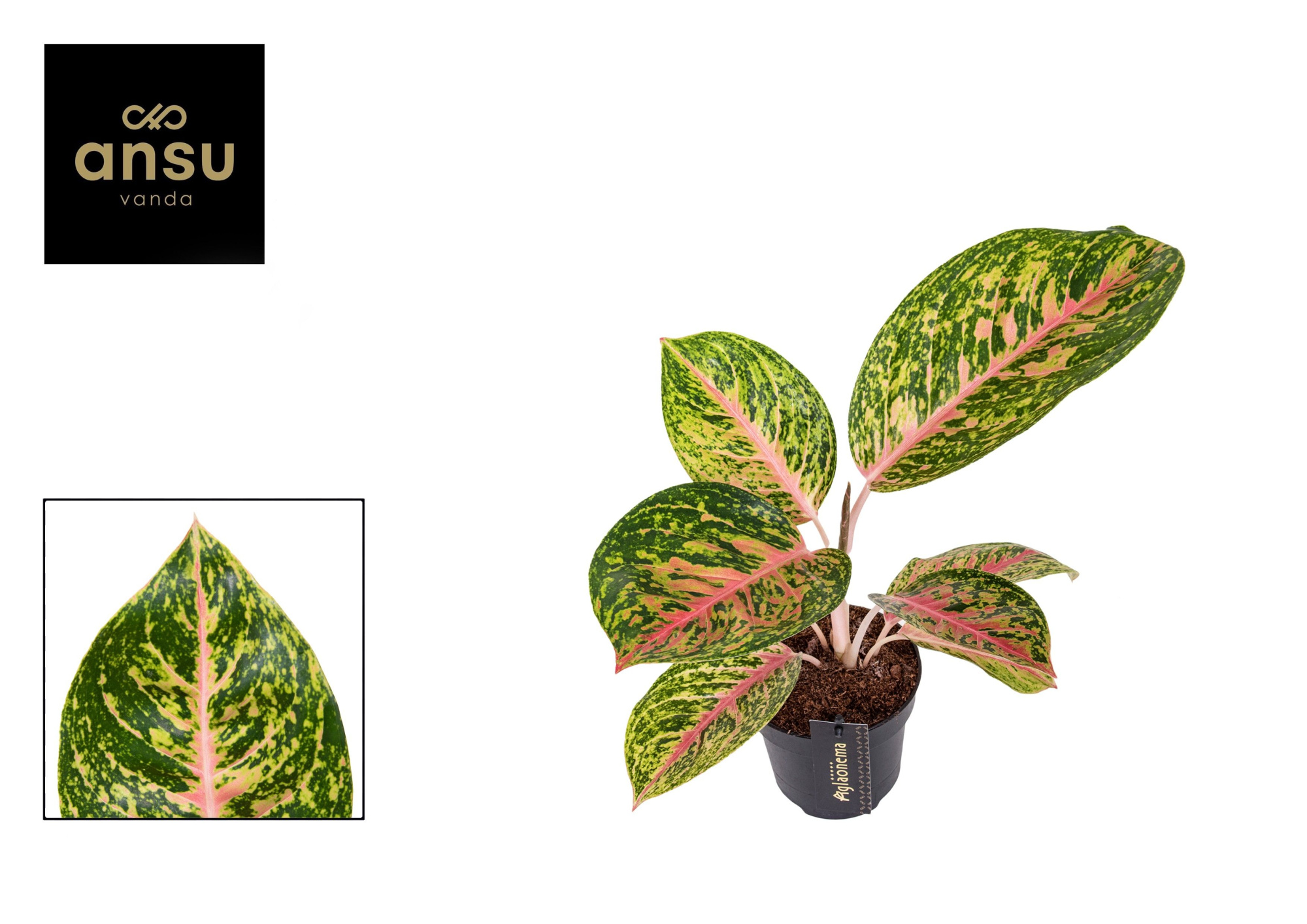 Aglaonema Spring Red, D 12 cm