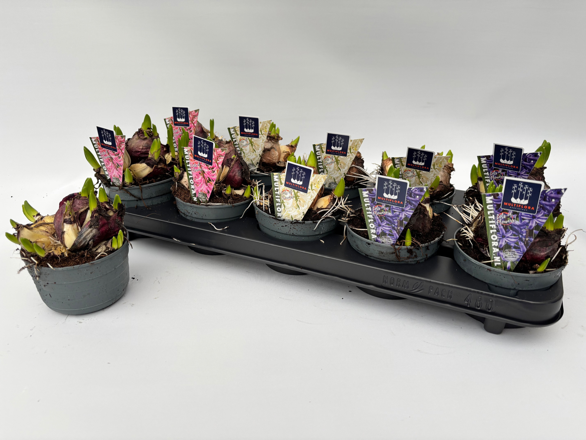 10.5 cm 4 kleuren GEMENGD Hyacint Multiflora, D 10,5