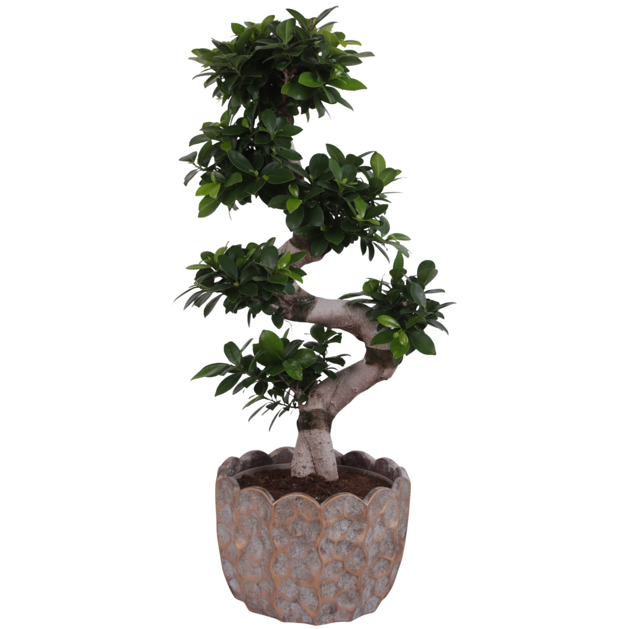 Ficus m. Ginseng S-Shape Ø24cm in Ø28cm Ceramic PL670, D 28