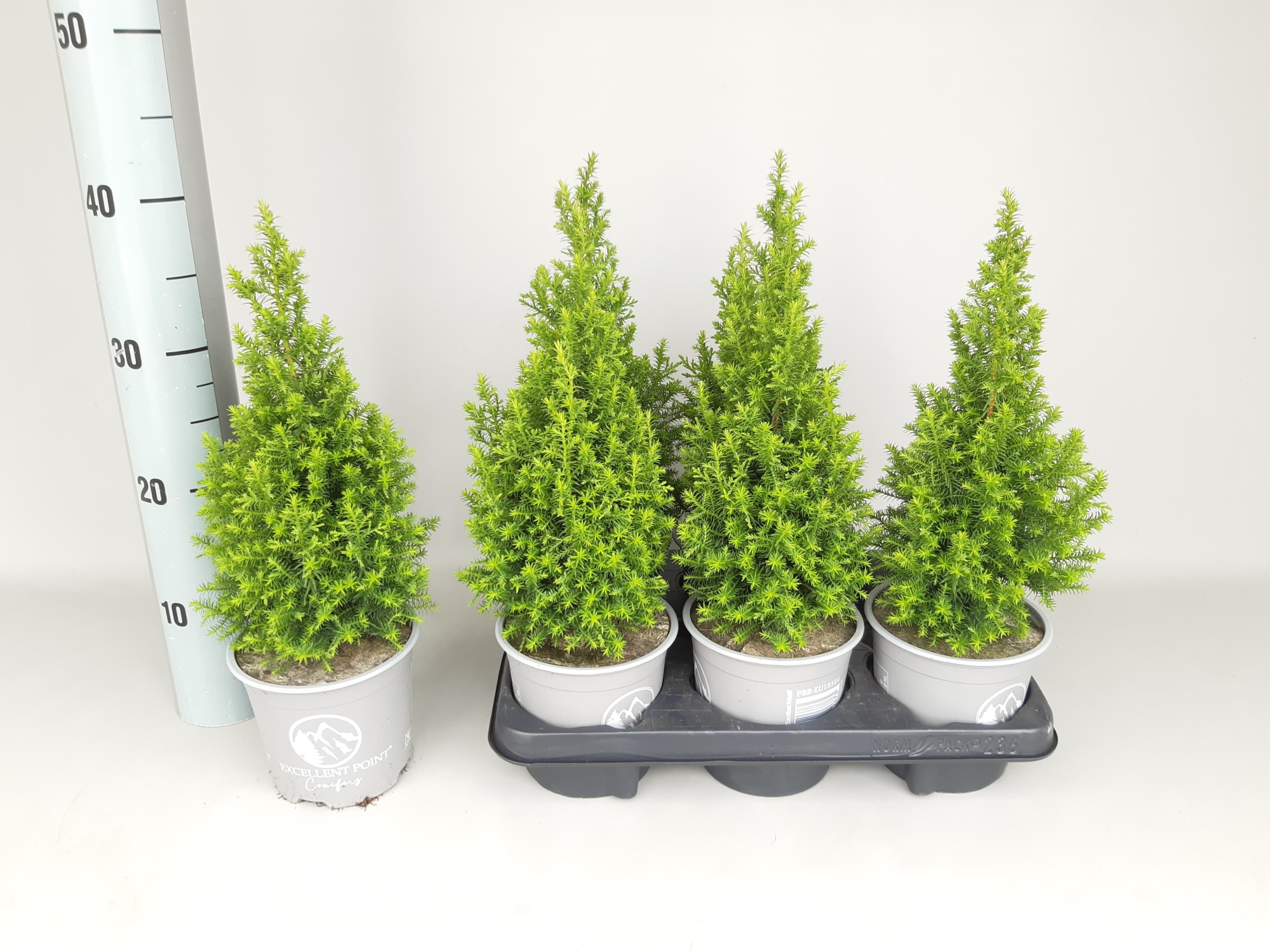 Chamaecyparis Thyoides Excellent Point P13, D 13 cm