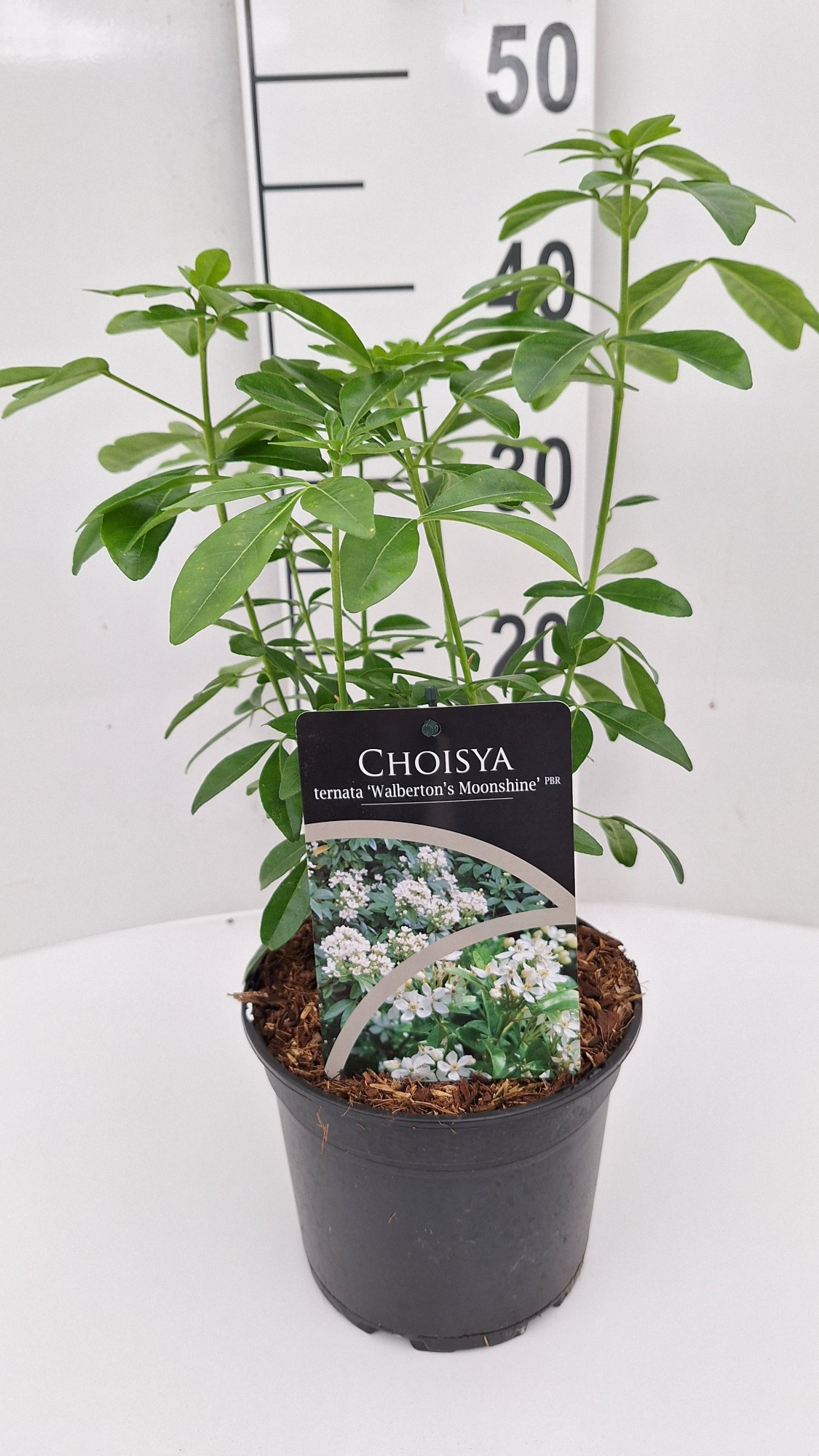 Choisya ternata Walberton's Moonshine, D 17