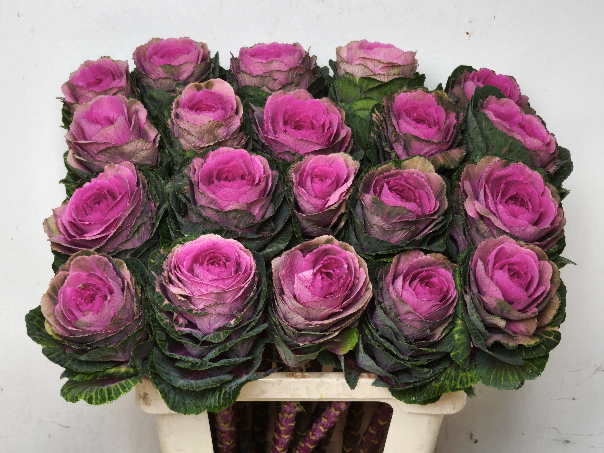 Брассика Рэд Крэйн 55, шт.