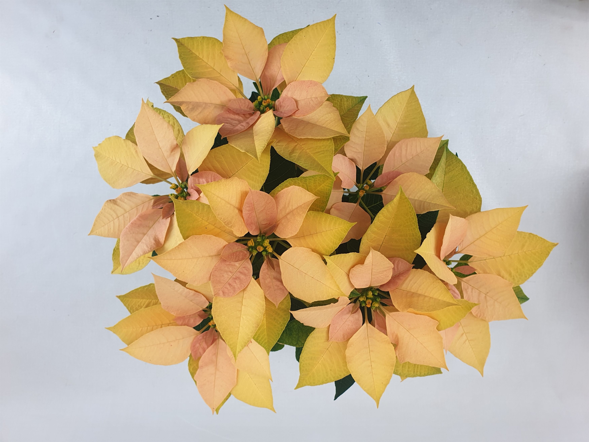 Poin Autumn Leaves pot 13 cm (Euphorbia), D 13 cm