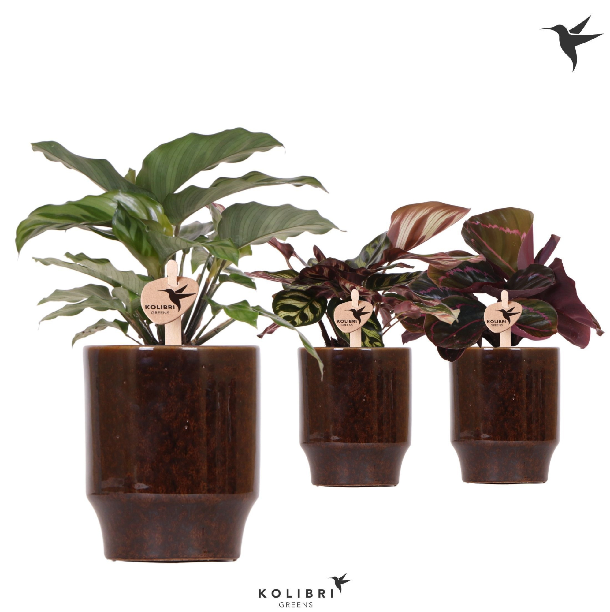 Kolibri Greens Calathea mix in Classy pot brown, D 9 cm