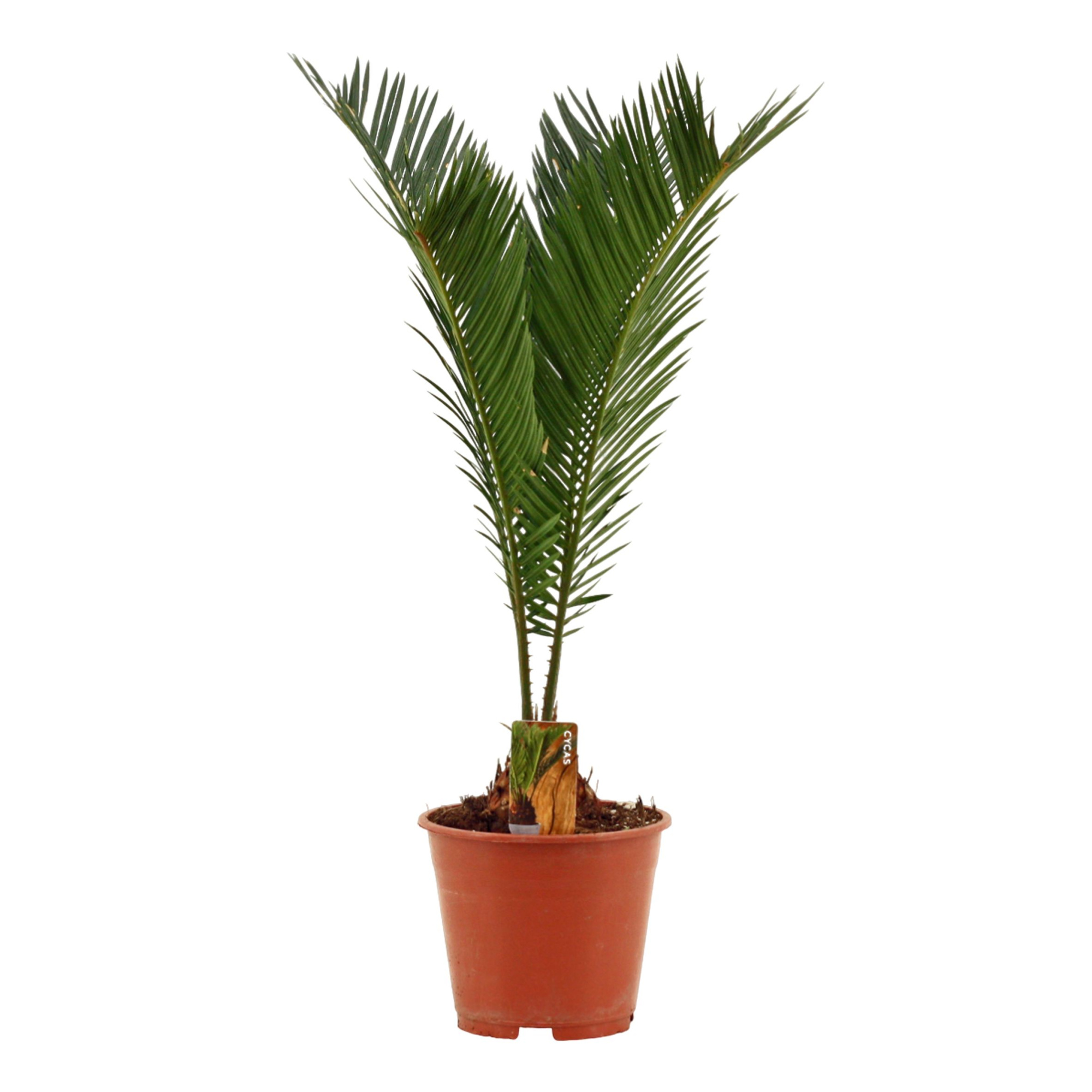 Cycas revoluta A2 14 cm, D 14 cm