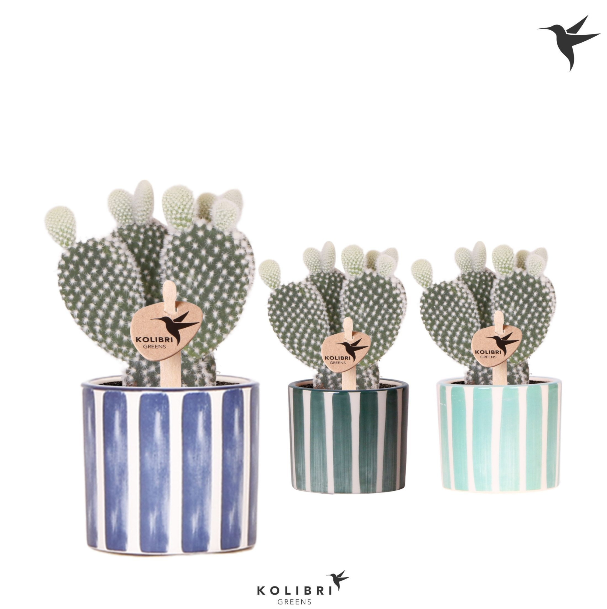 Kolibri Greens Opuntia white in Painted Stripe pot blue mix, D 6 cm