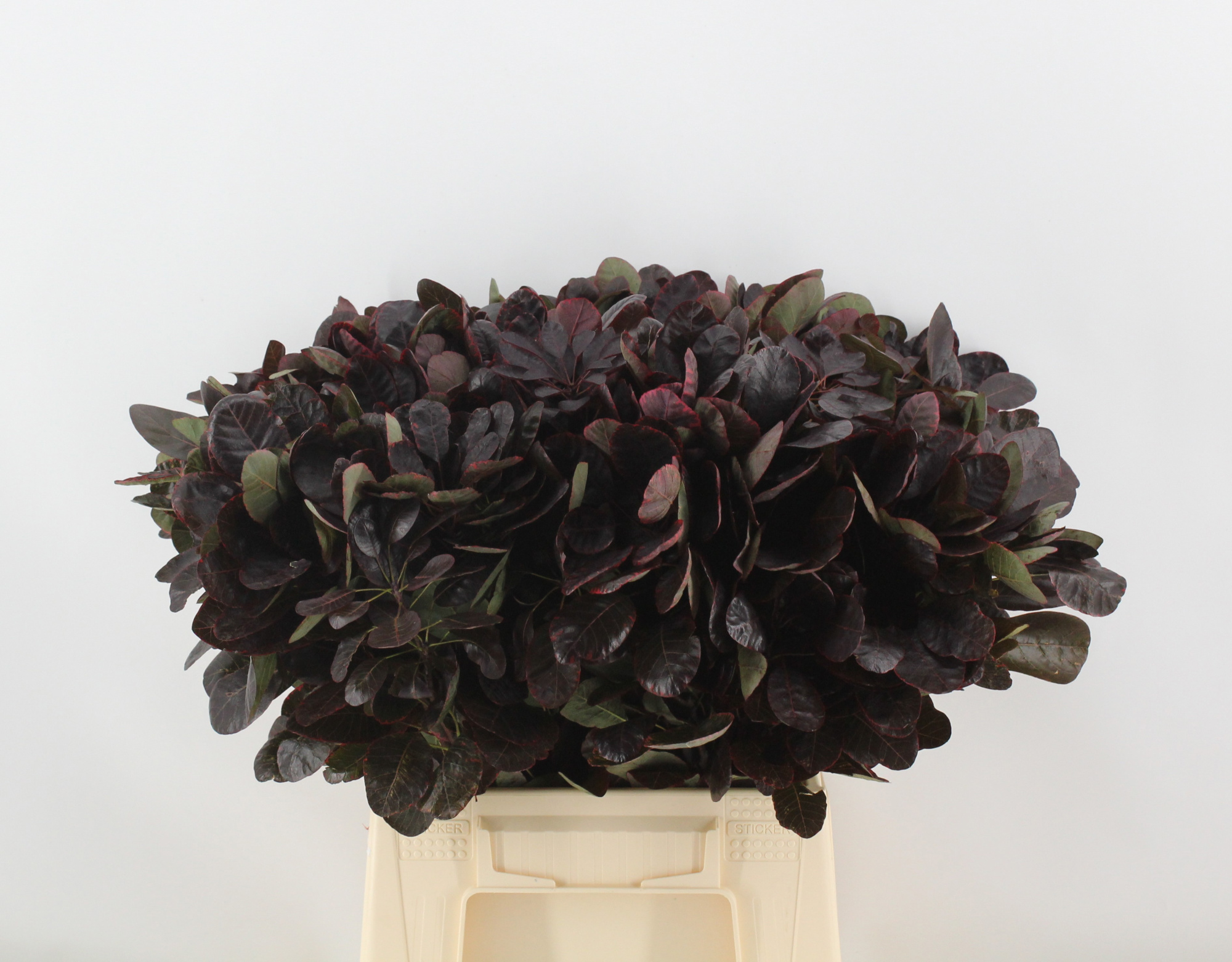 Котинус Роял Перпл 50 (фиолет.), шт.