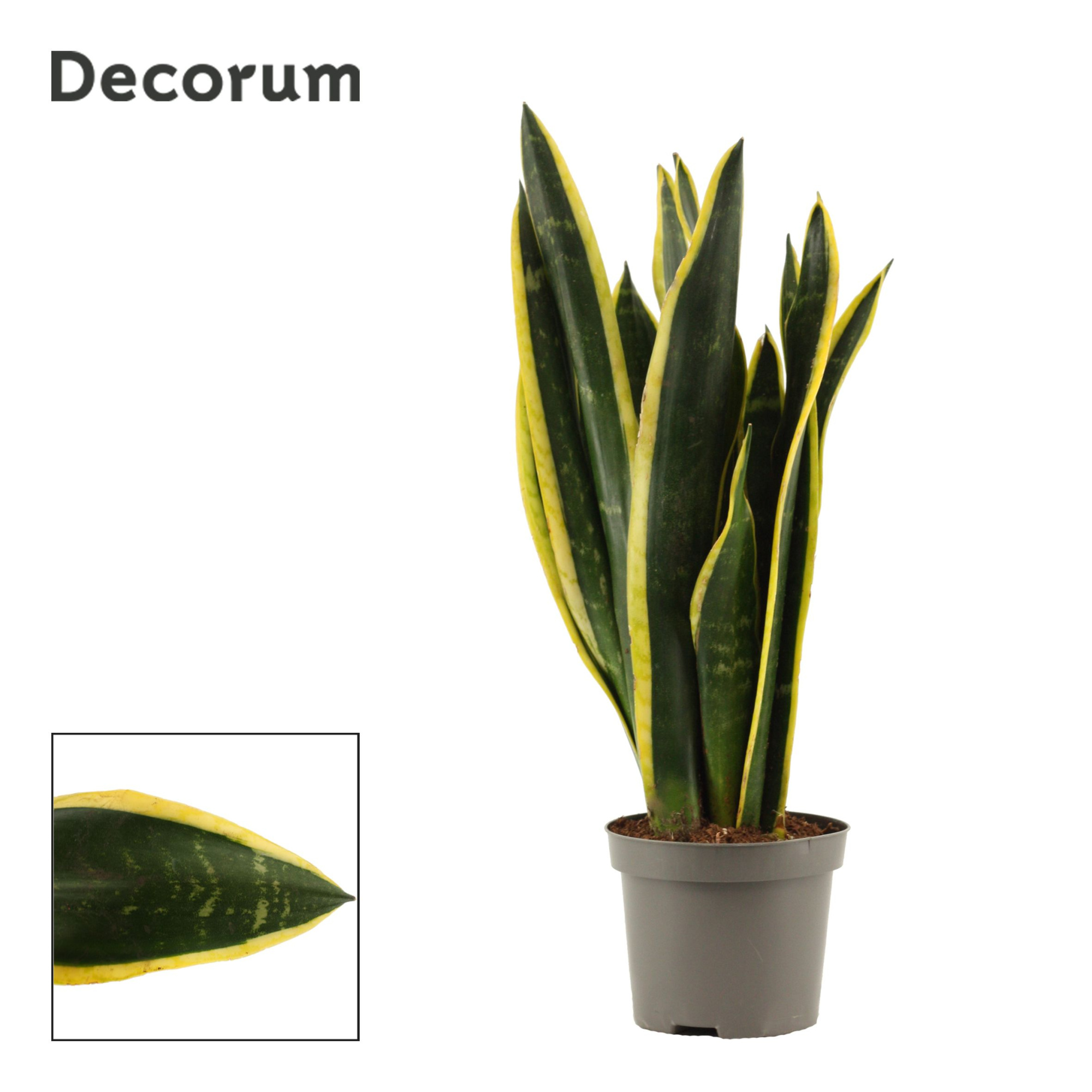 Sansevieria Black Gold 9 cm (Decorum), D 9 cm