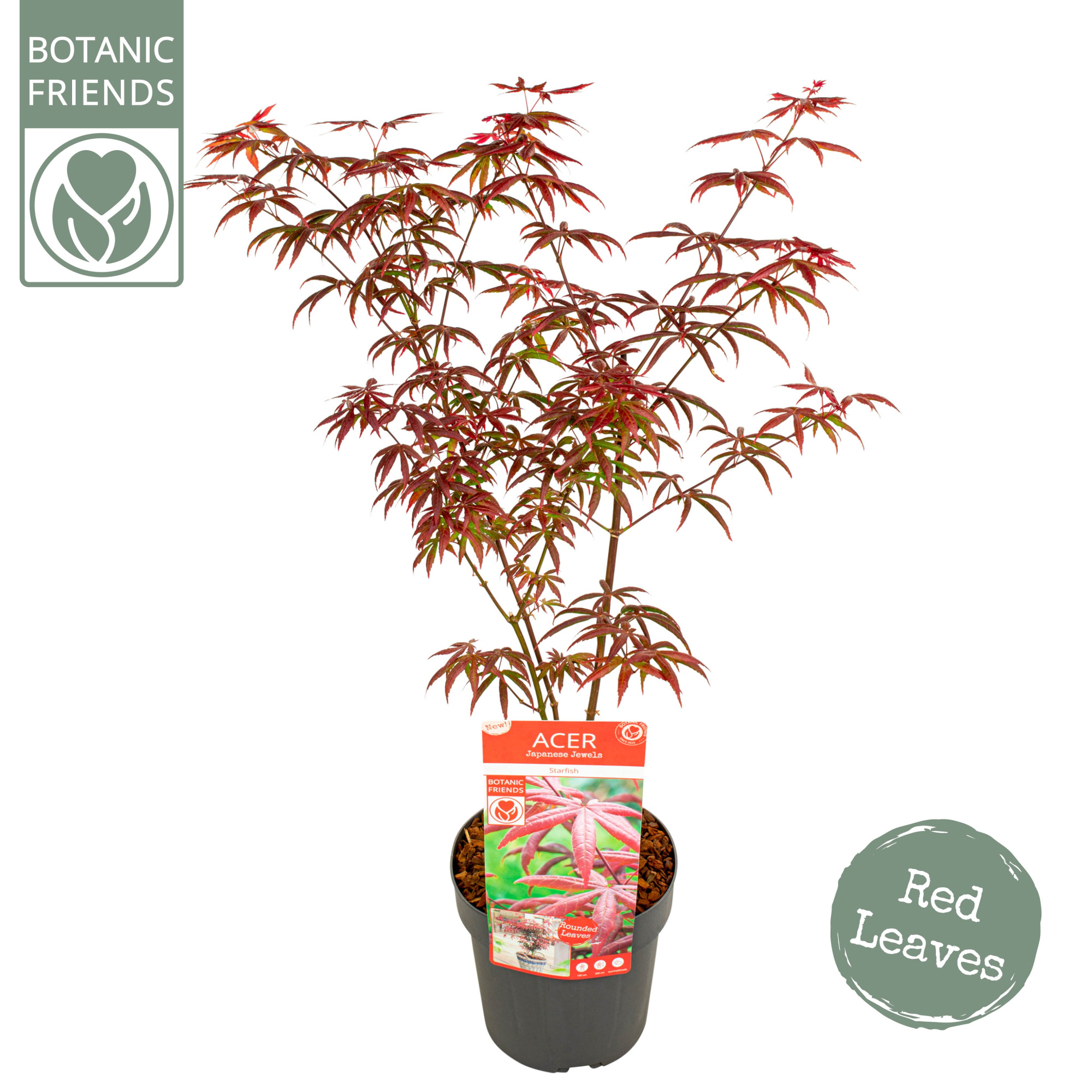Acer palm. 'Starfish' ®, D 19 cm