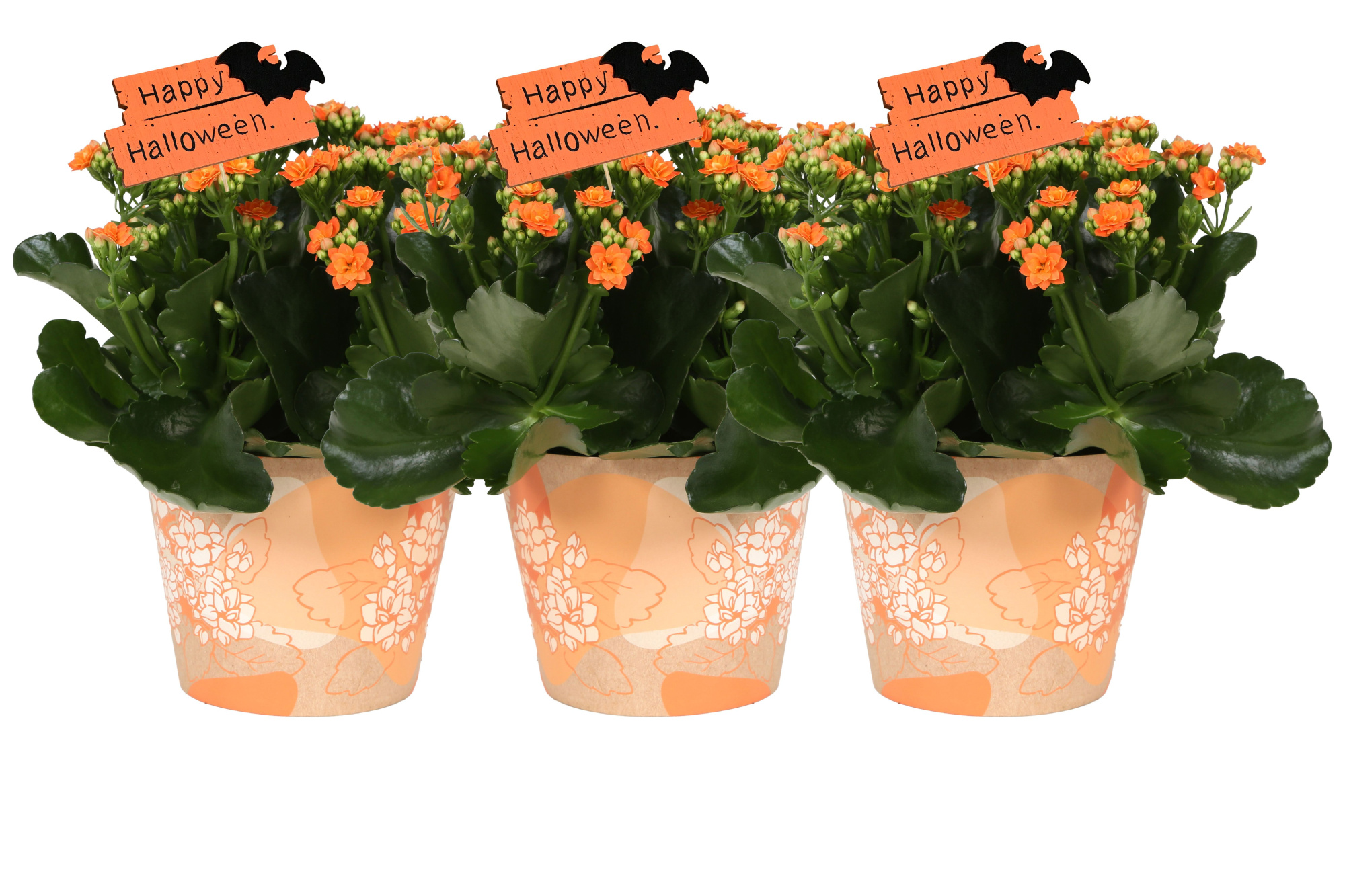 KP-849.5 - Kalanchoe Rosalina in waterdichte smartcup Halloween, D 15 cm