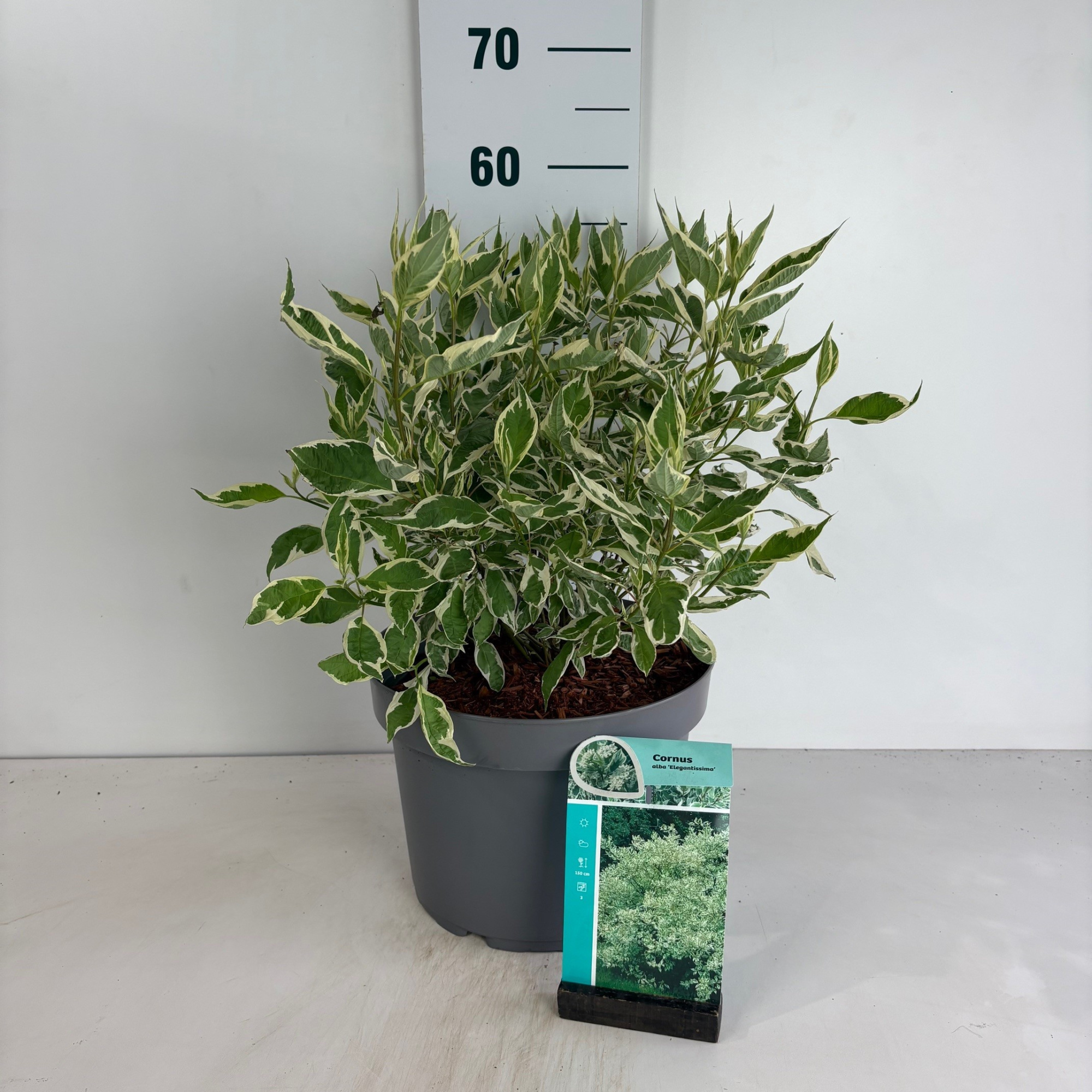 Cornus alba Elegantissima, D 29 cm