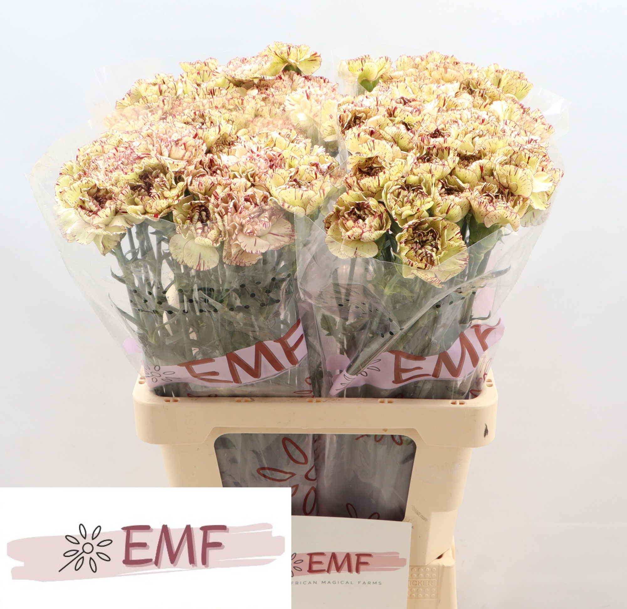 Диантус од. Леди Кисс Марроне, шт.