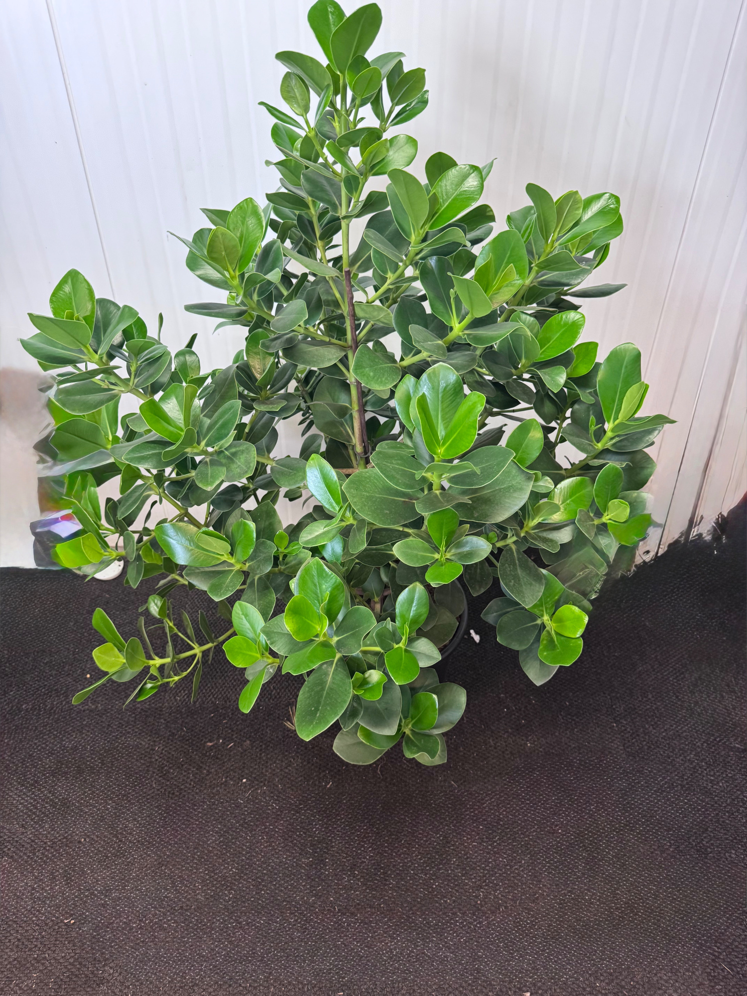 Clusia Princess, D 35 cm