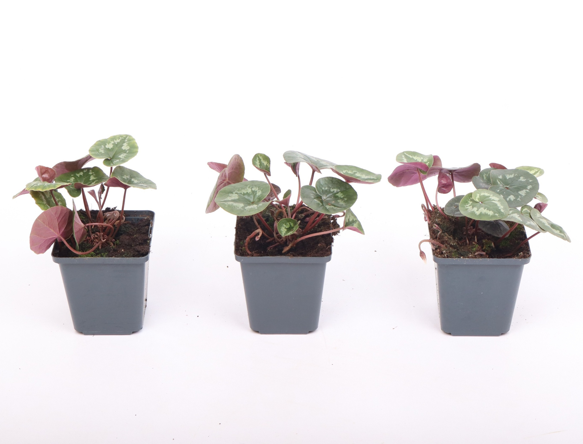 Cyclamen coum rose 9 cm, D 9 cm