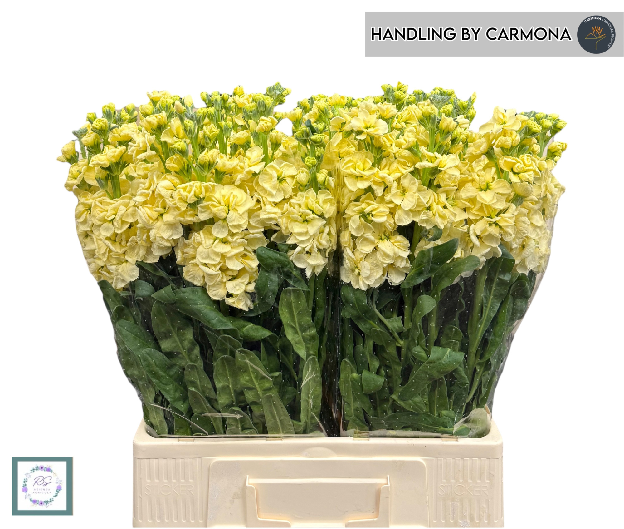 Маттиола од. Айрон Дарк Еллоу 70, шт.