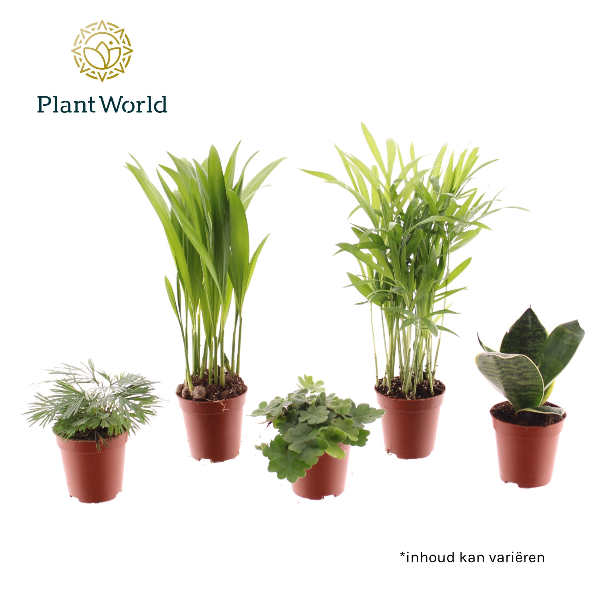 Tiny Happy Family basic mix 4-5 soorten, D 5,5 cm