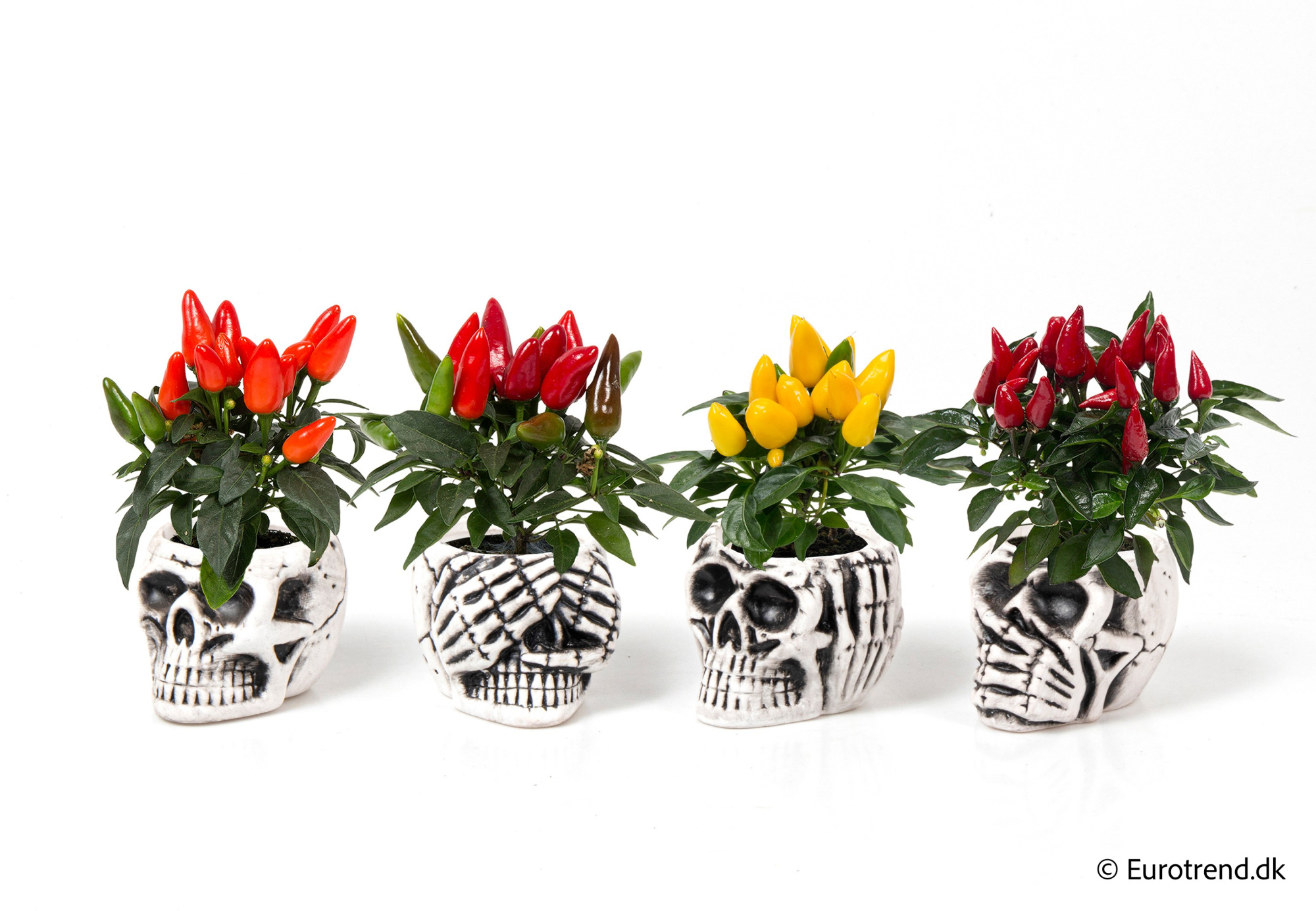 Capcisum in Halloween ceramic 2025, D 6 cm