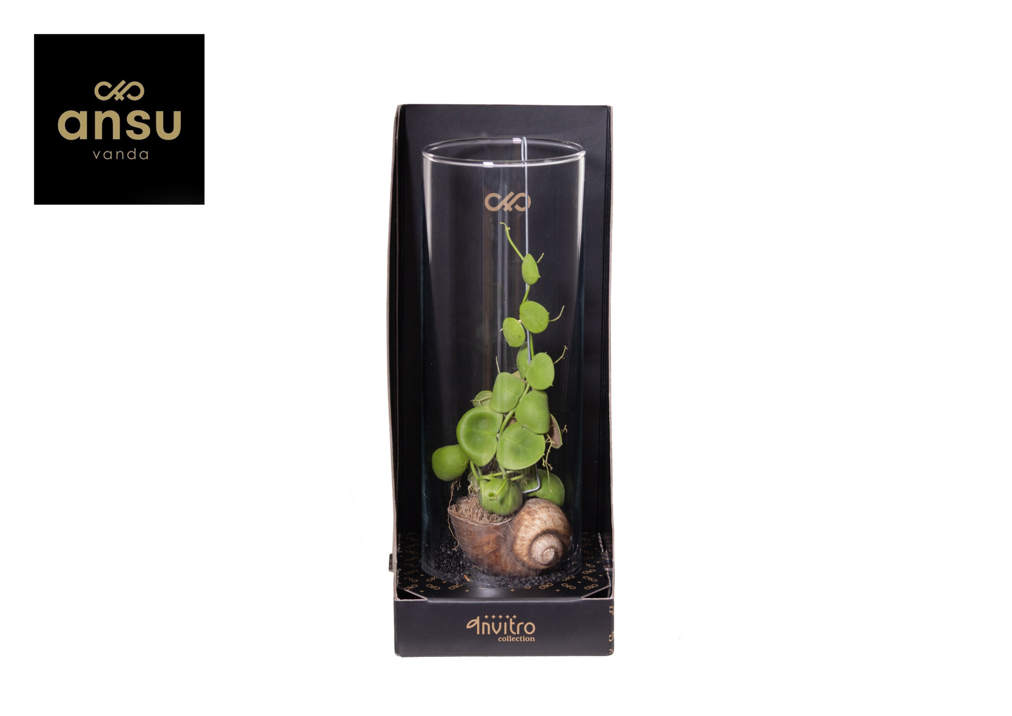 Invitro Collection - Dischidia (in klein fust), D 13