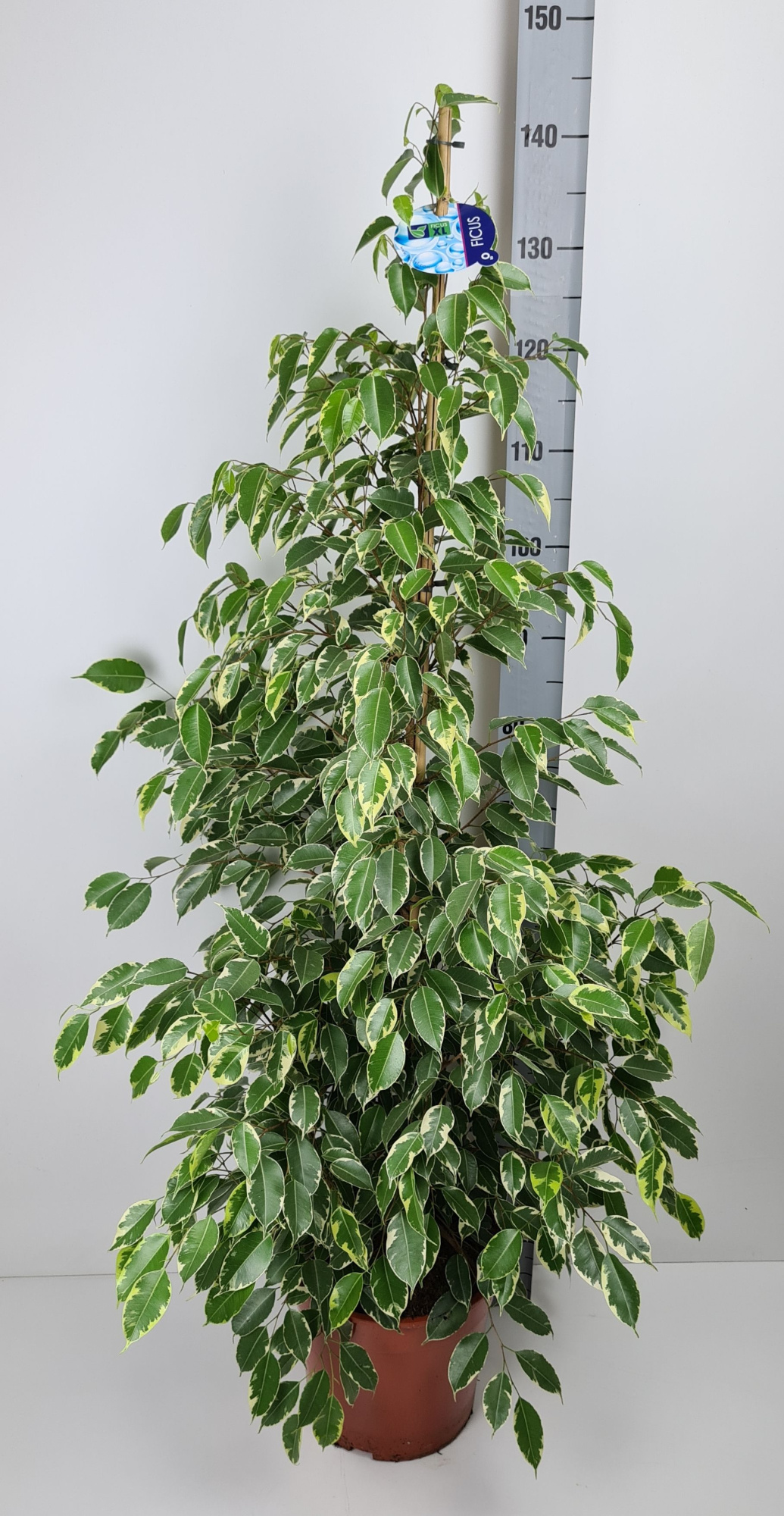 Ficus Golden King, D 27 cm