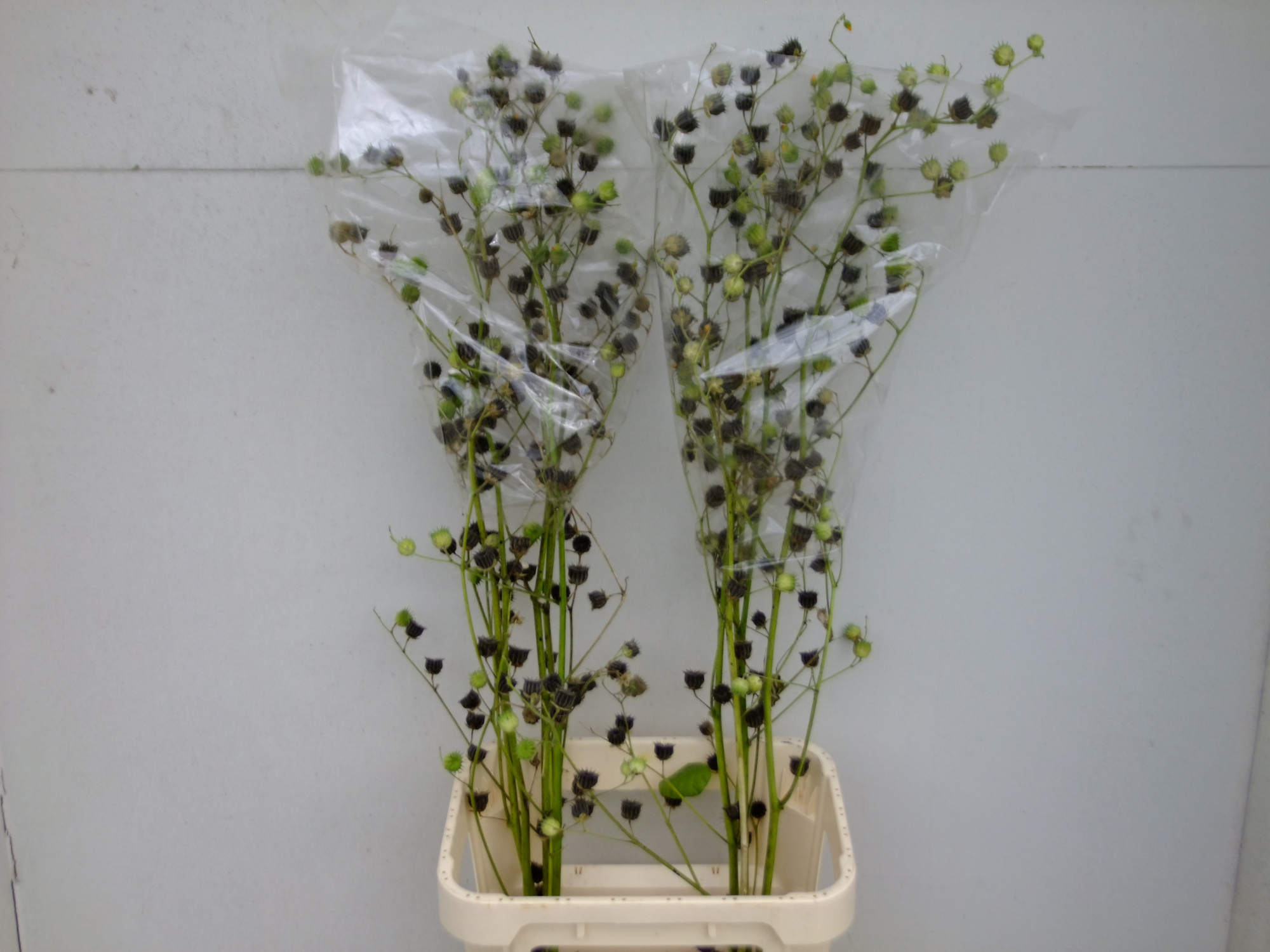 Лаватера Овериг 125, шт.