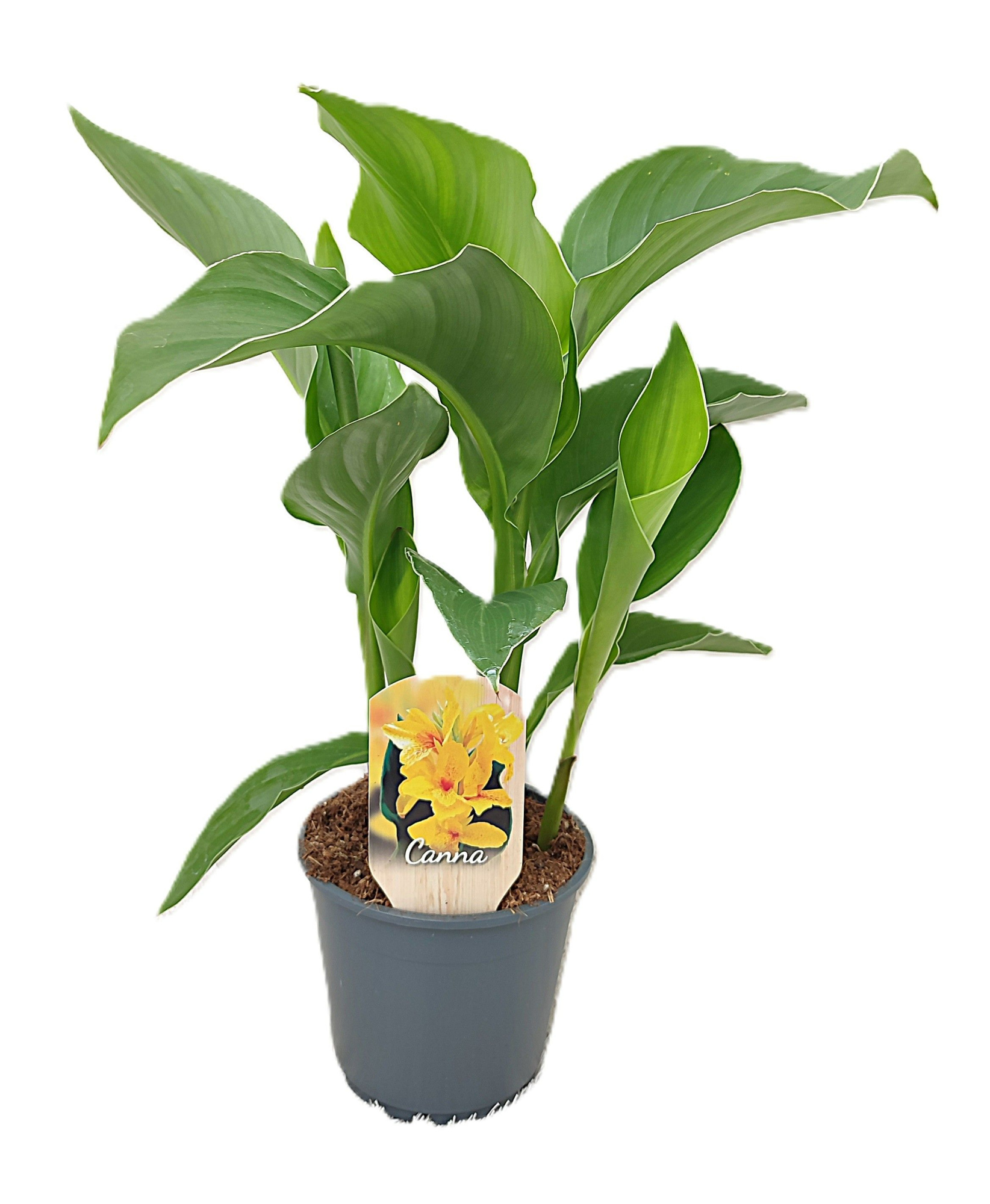 Canna Tenerife Zonder Bloem, D 14