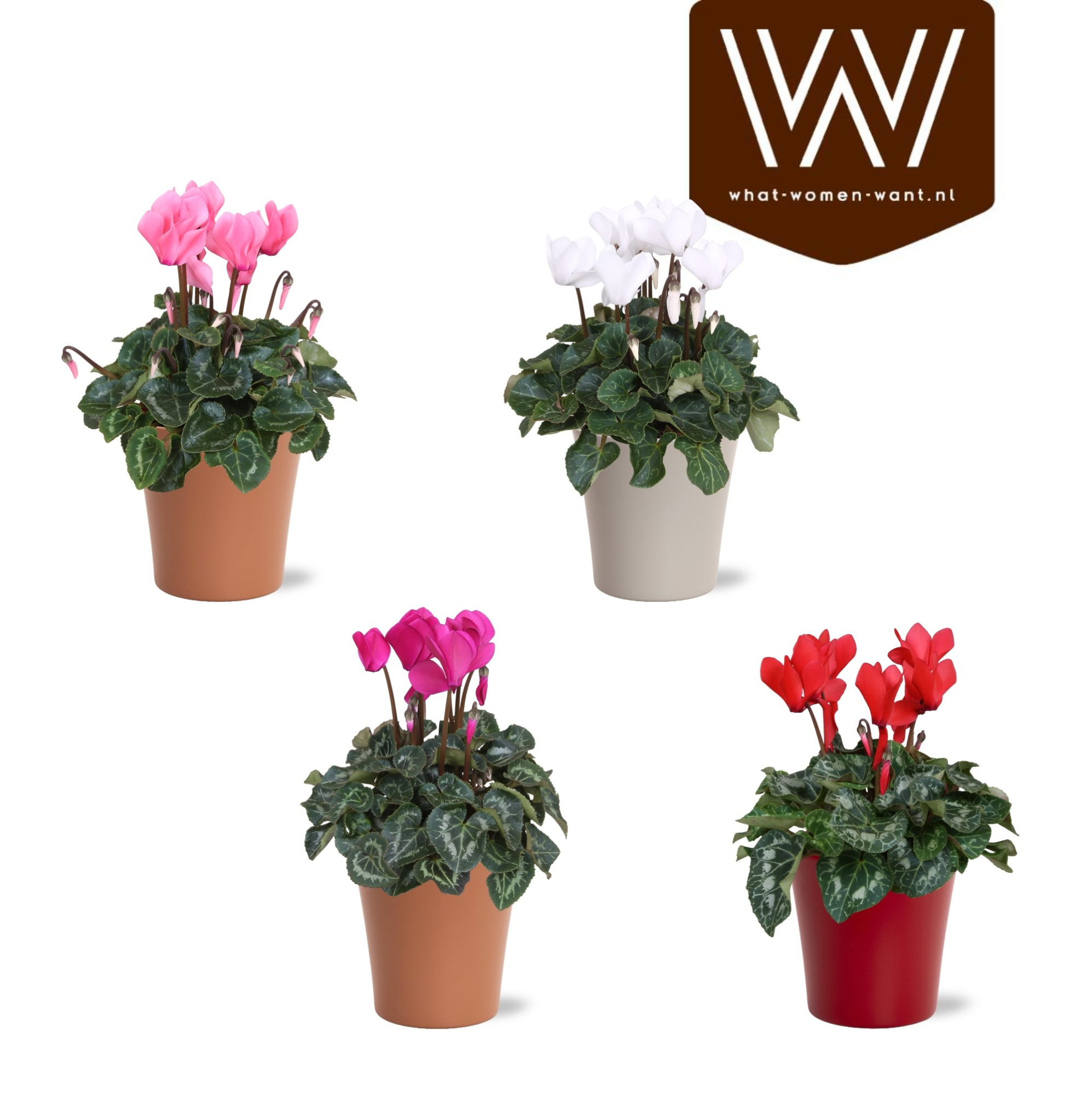 Collectie "Fruity Blend" Cyclamen mix in gekleurd lotte keramiek, D 14