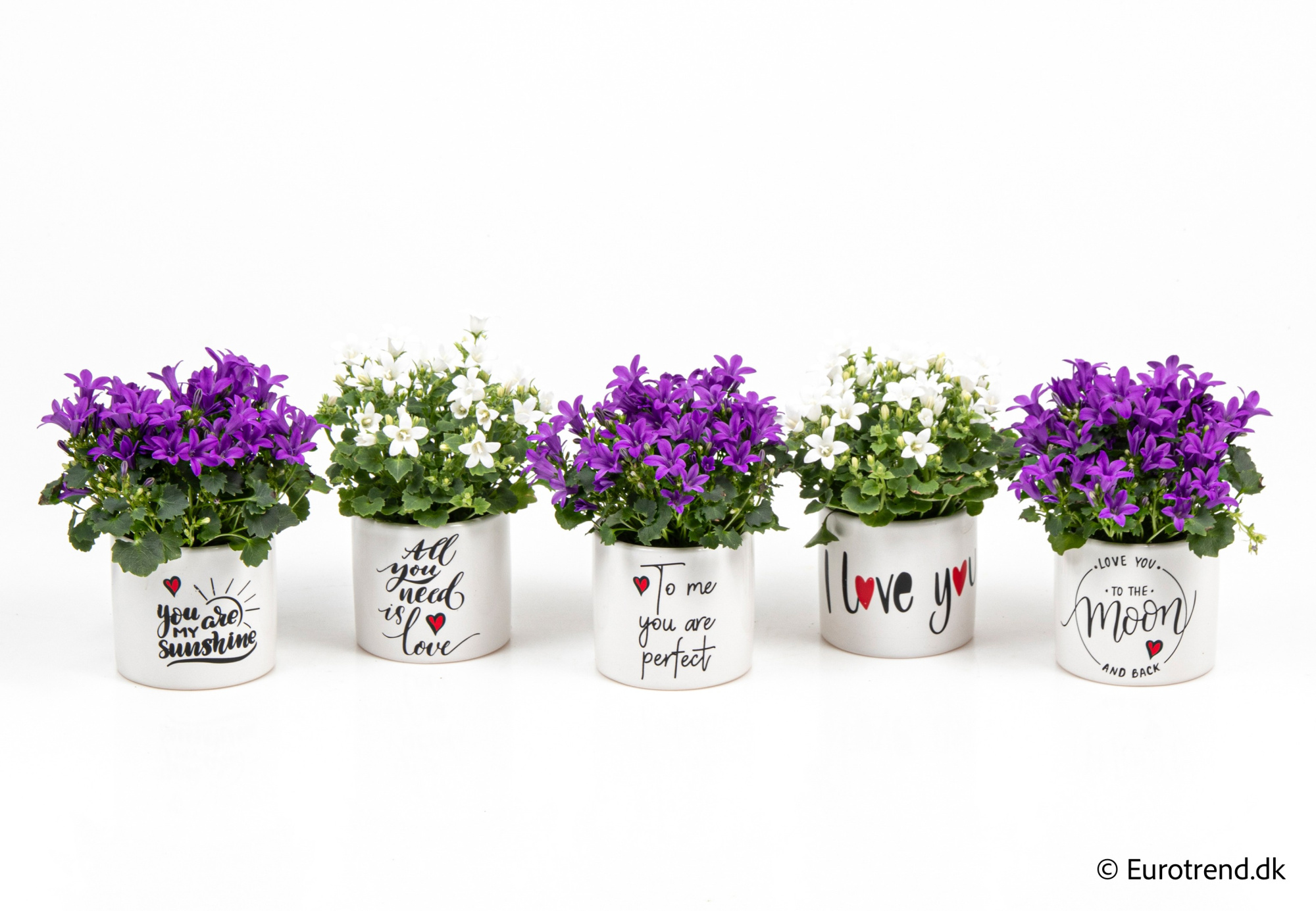 Campanula in Valentine ceramic 2026, D 6