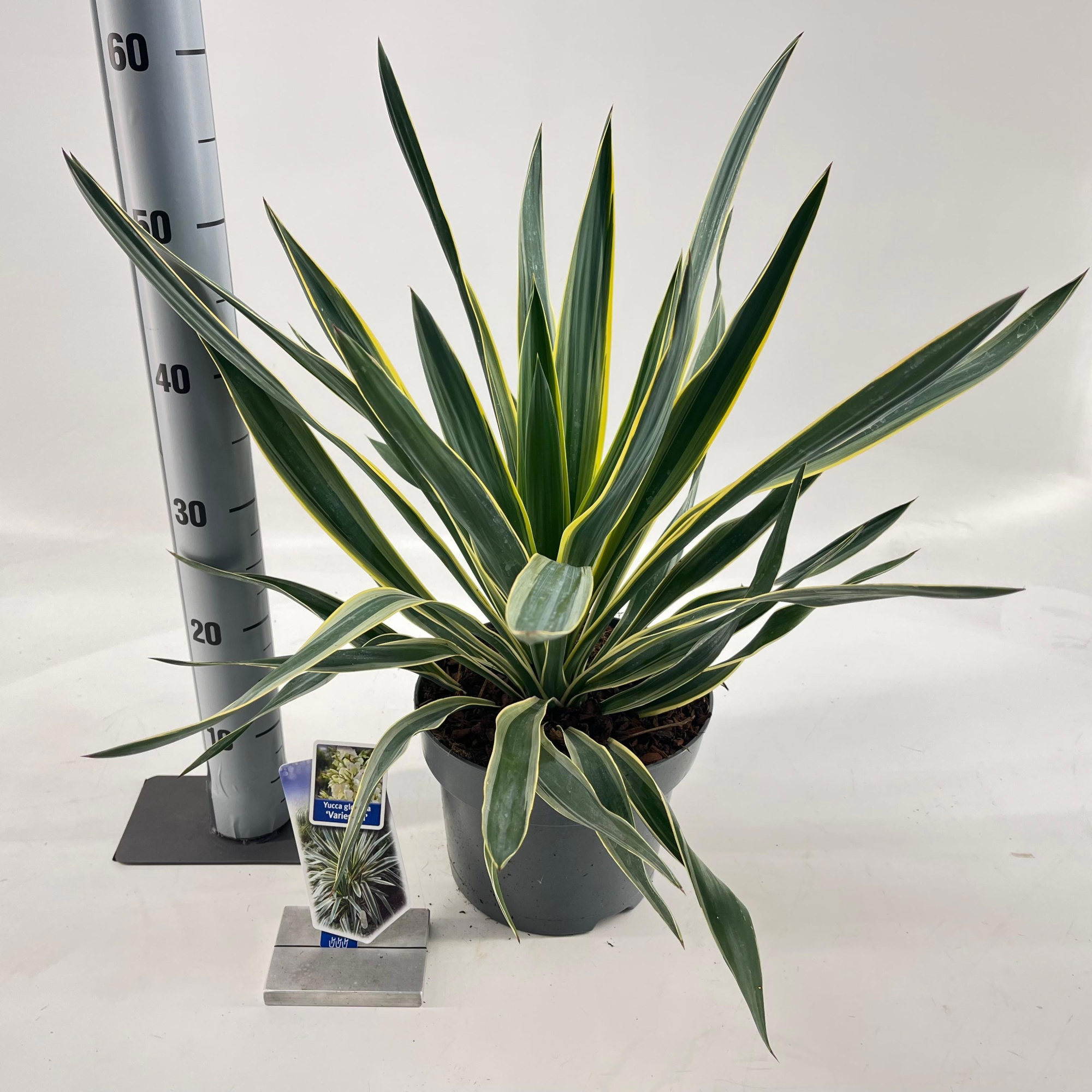 Yucca gloriosa 'Variegata', D 23