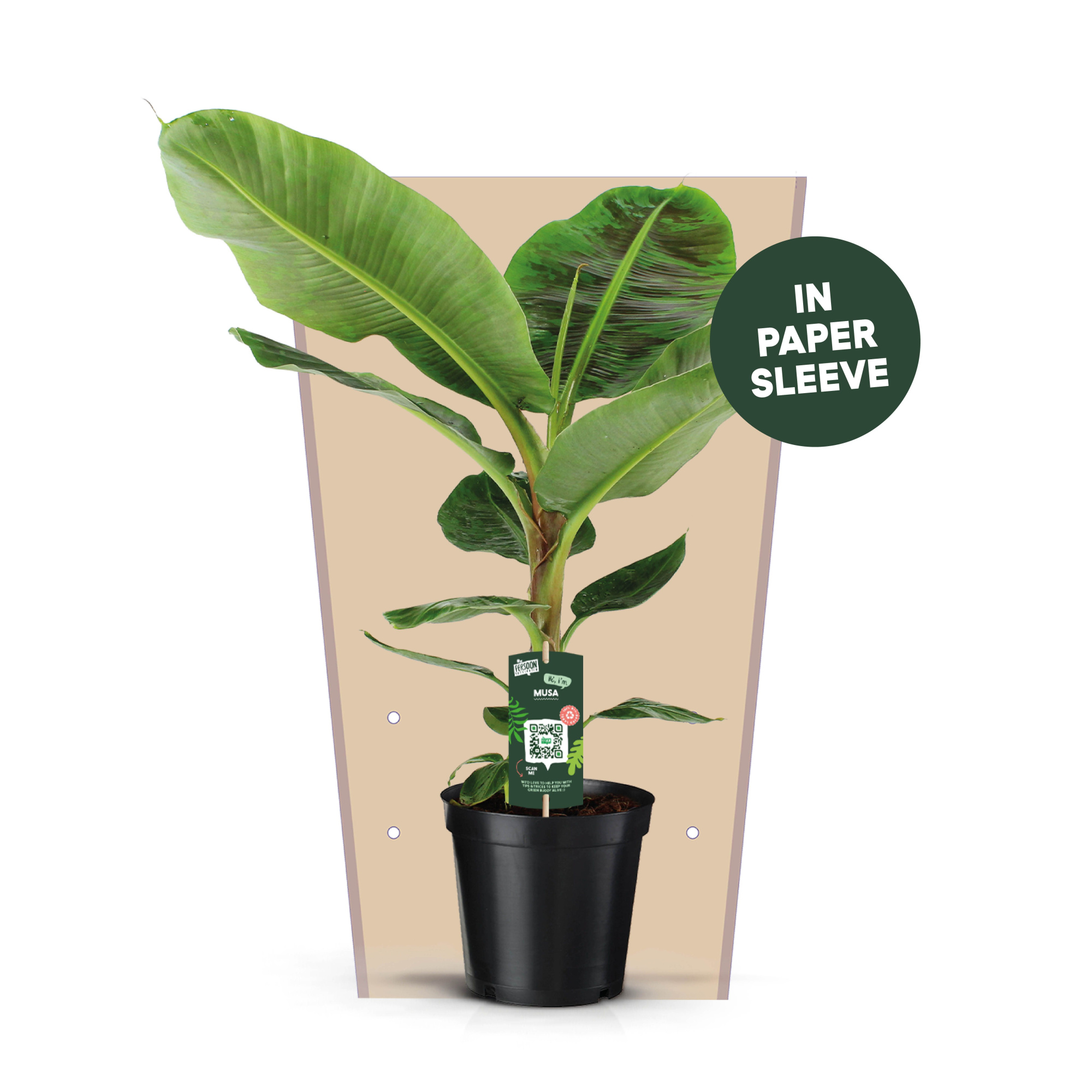 Musa Dwarf Cavendish, D 21 cm