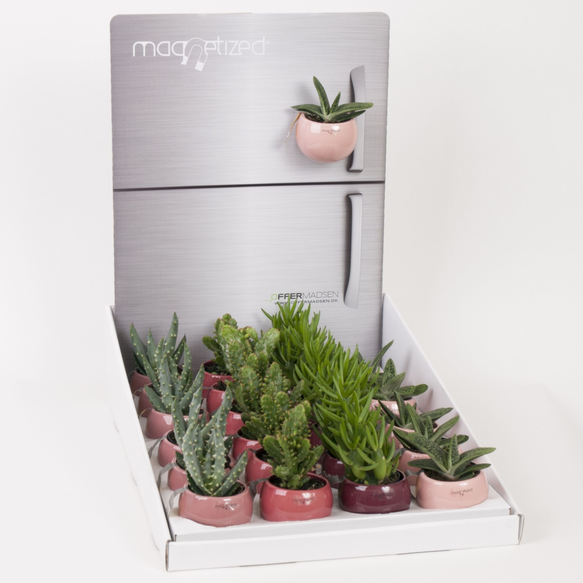 Magnetized Rose mix in Display, D 6 cm