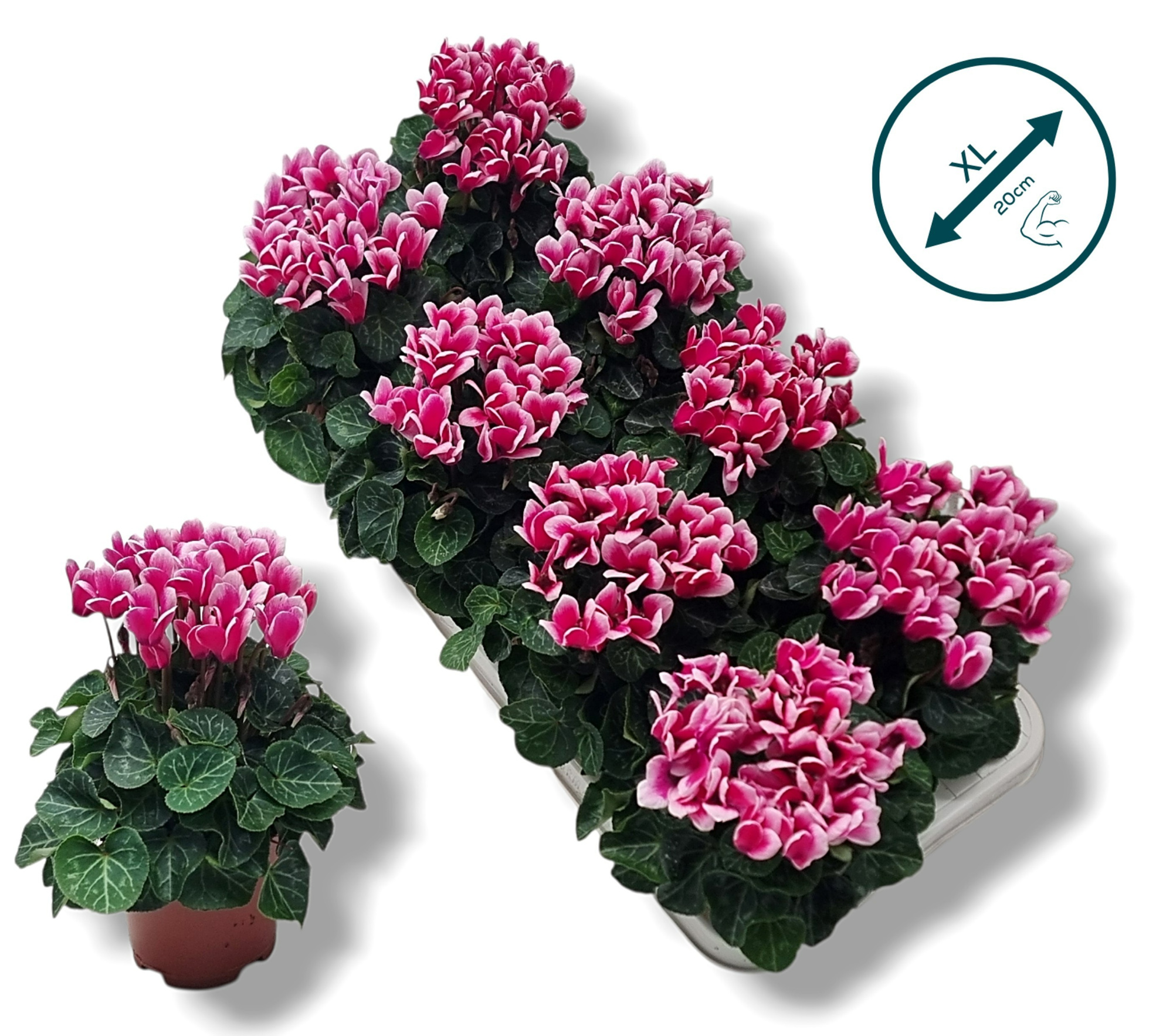 Cyclamen-FANTASIA ROZE, D 10,5