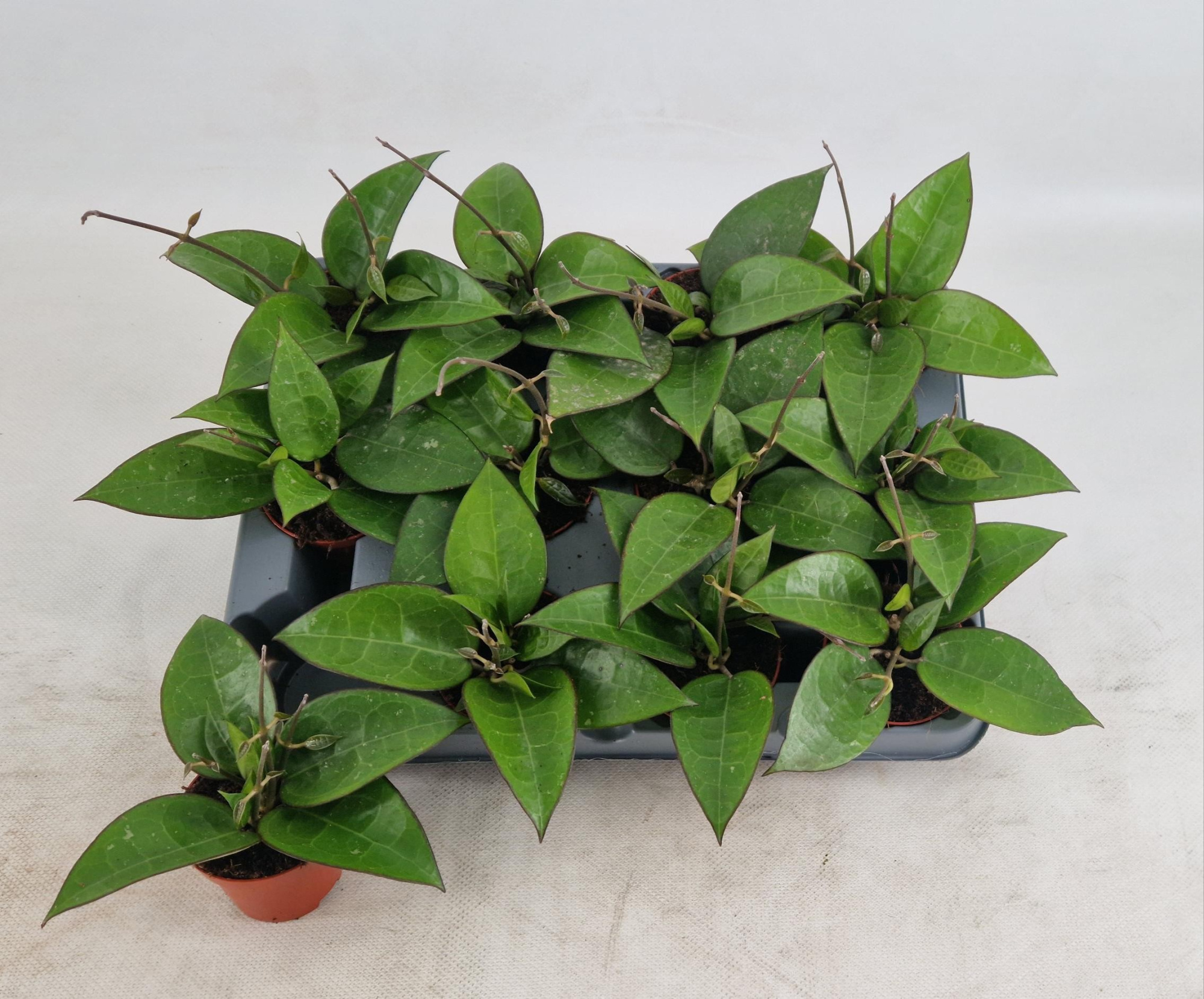 Hoya Verticillata black margin, D 6 cm