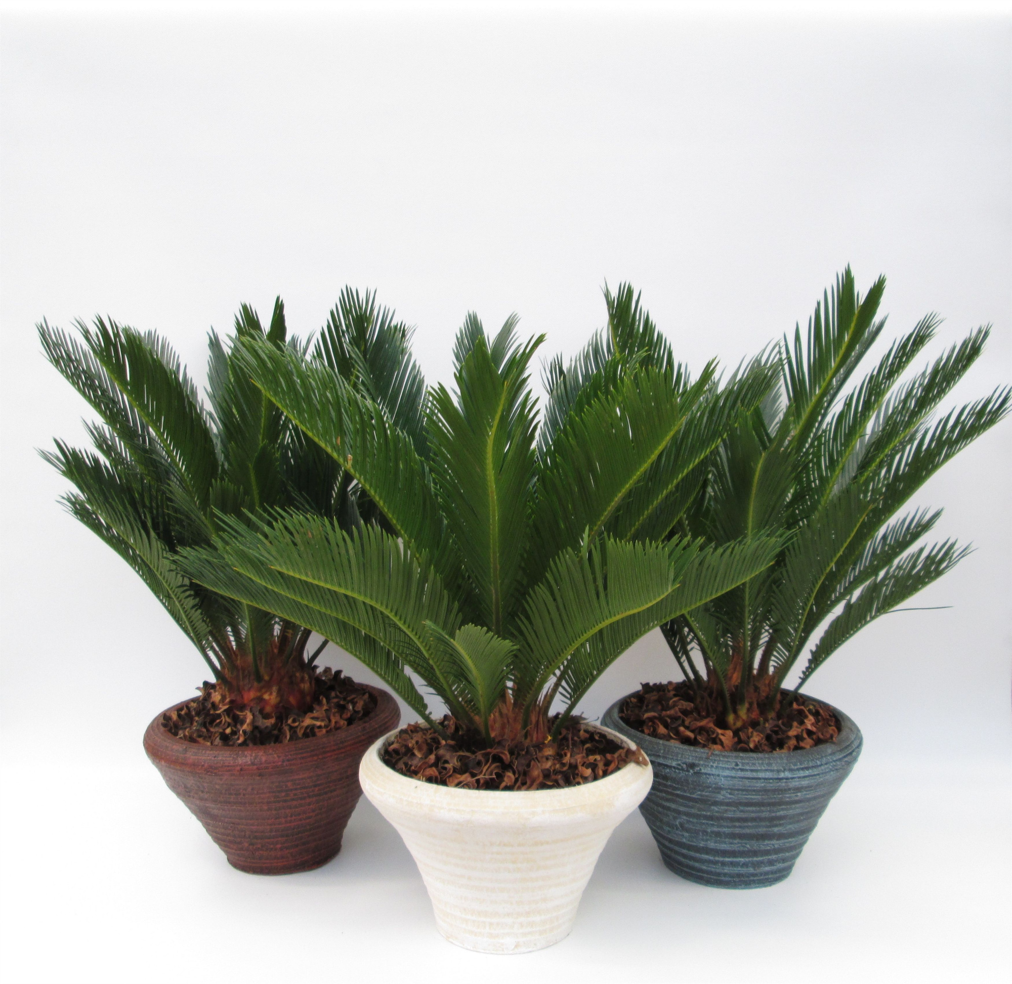 Cycas in hoedje mix, D 26 cm