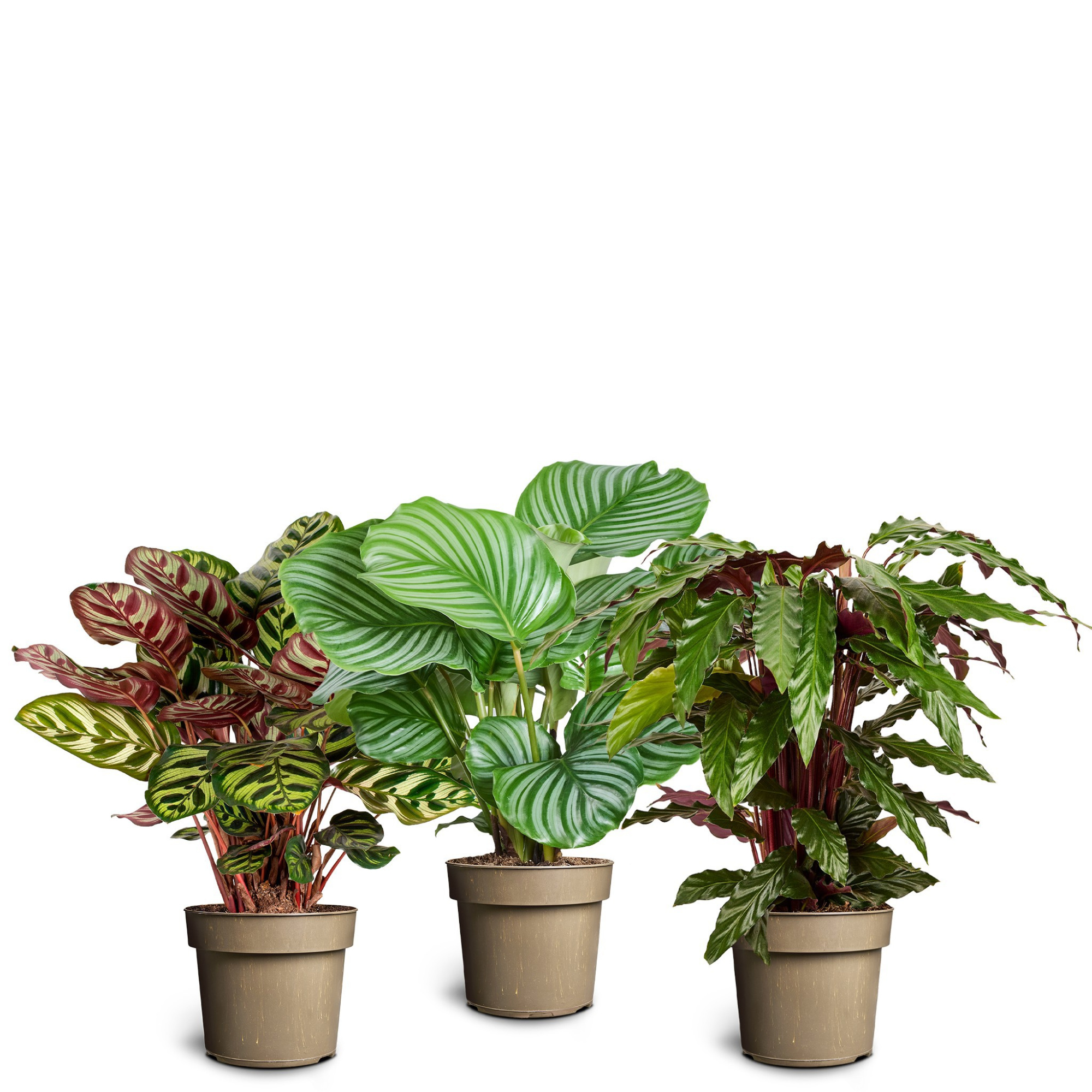 Calathea Collection, D 17