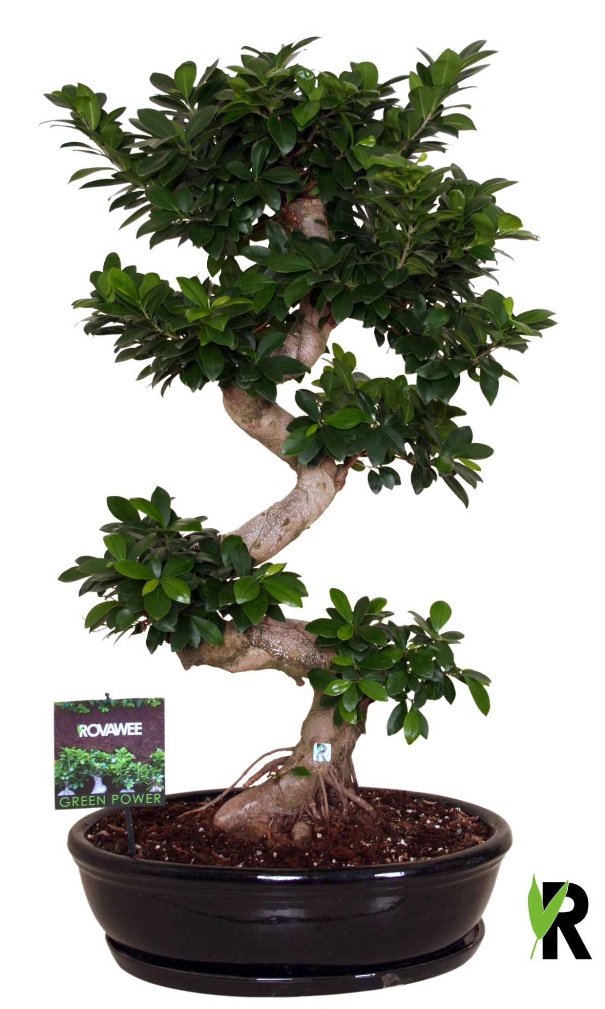 Ficus micr. S-type in keram. ovale schaal met schotel zwart, D 50 cm
