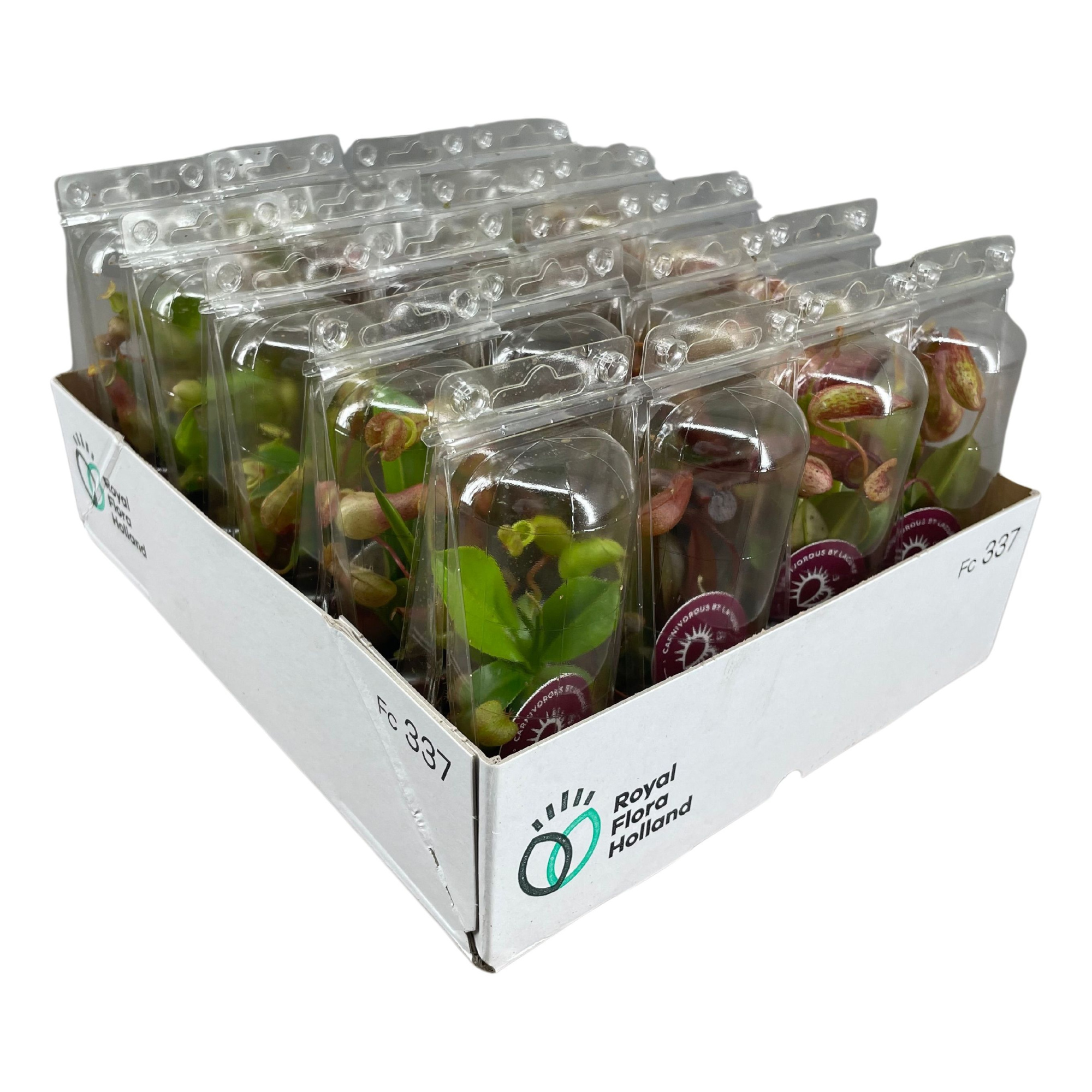 Nepenthes mix 5,5 cm in transparante blister, D 6 cm