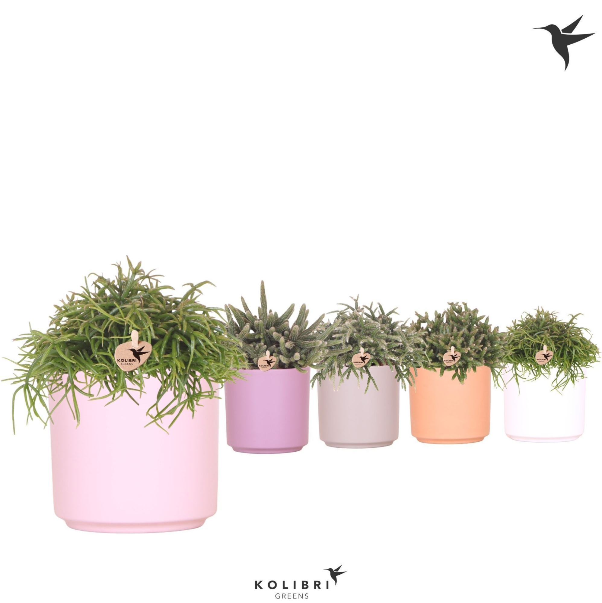 Kolibri Greens Rhipsalis mix in Simplicty pot mix, D 12 cm
