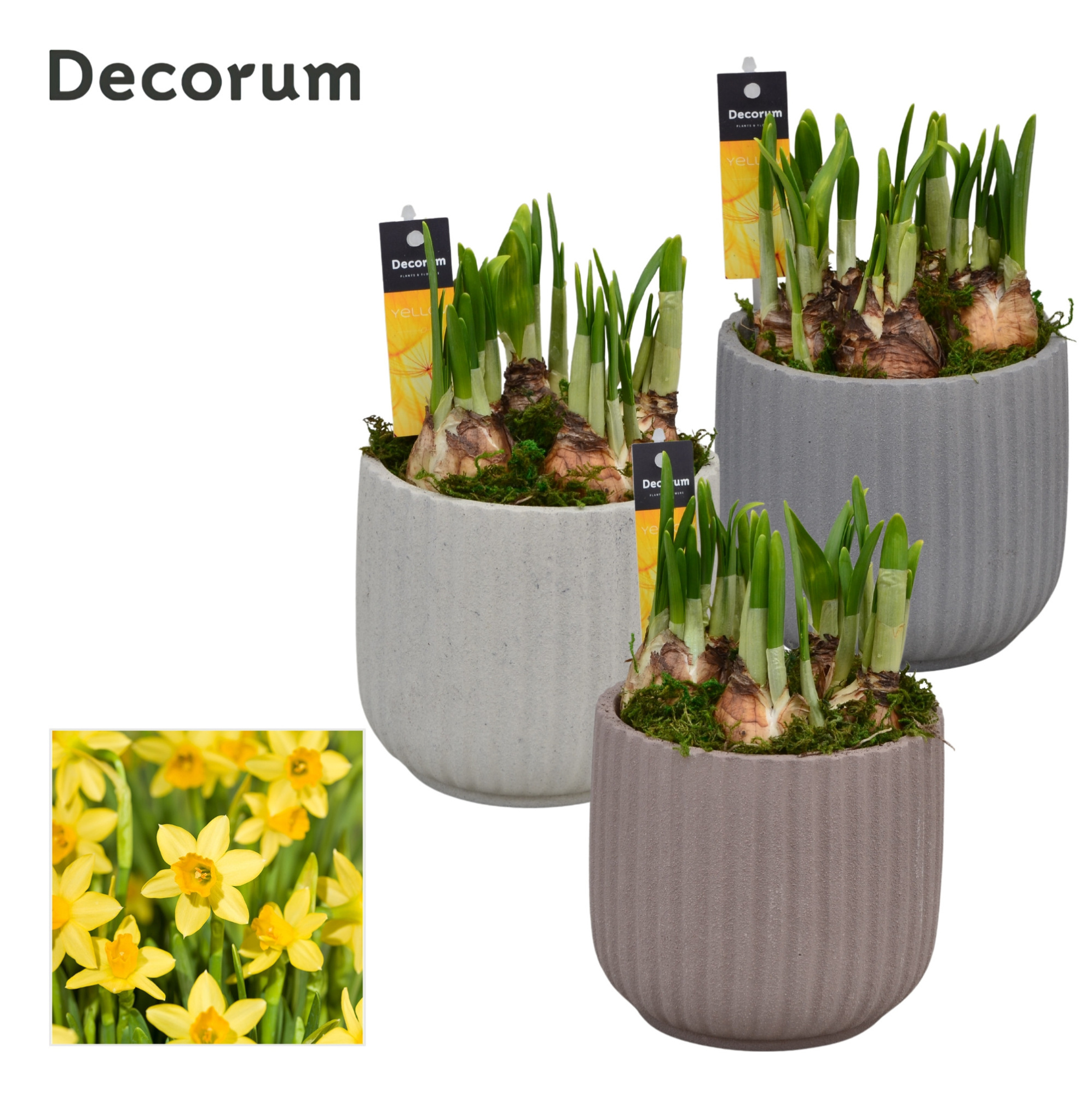 Narcis Betona HL17223N, D 13