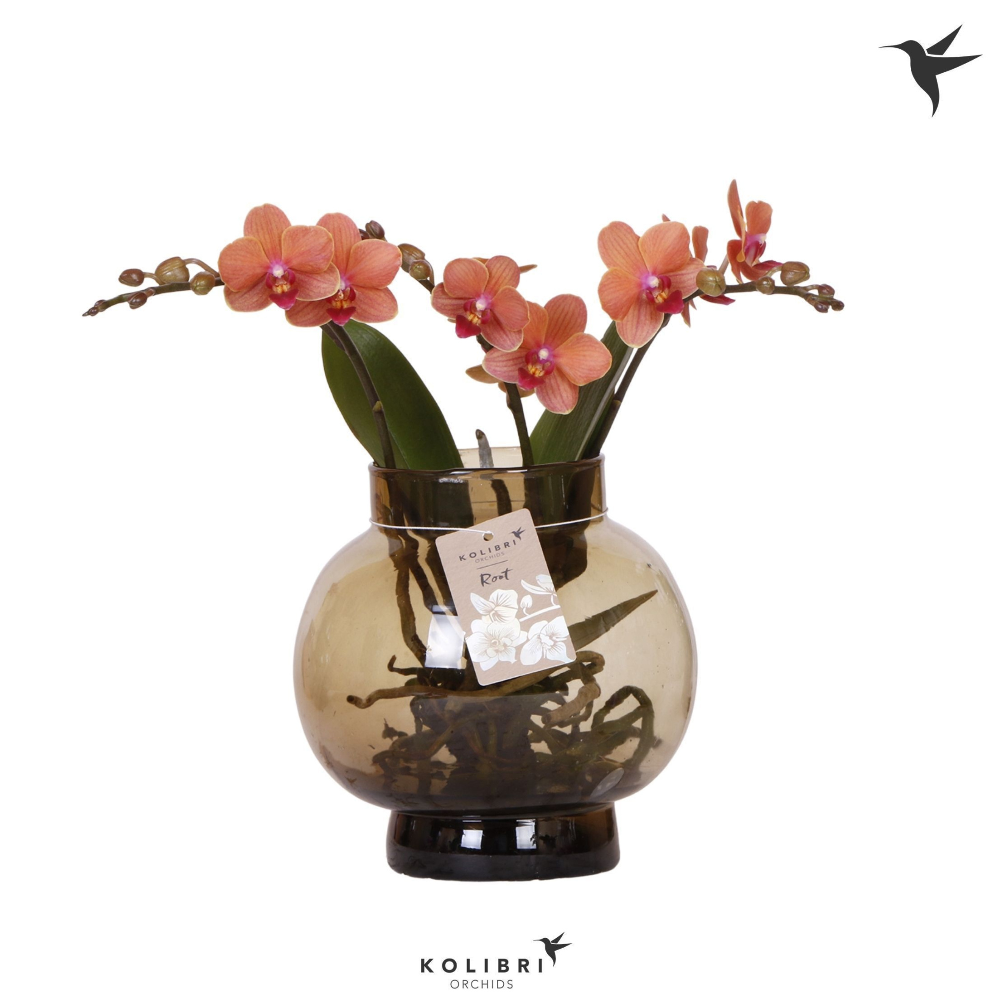 Kolibri Orchids Phalaenopsis Roots orange in glas bowl brown, D 16