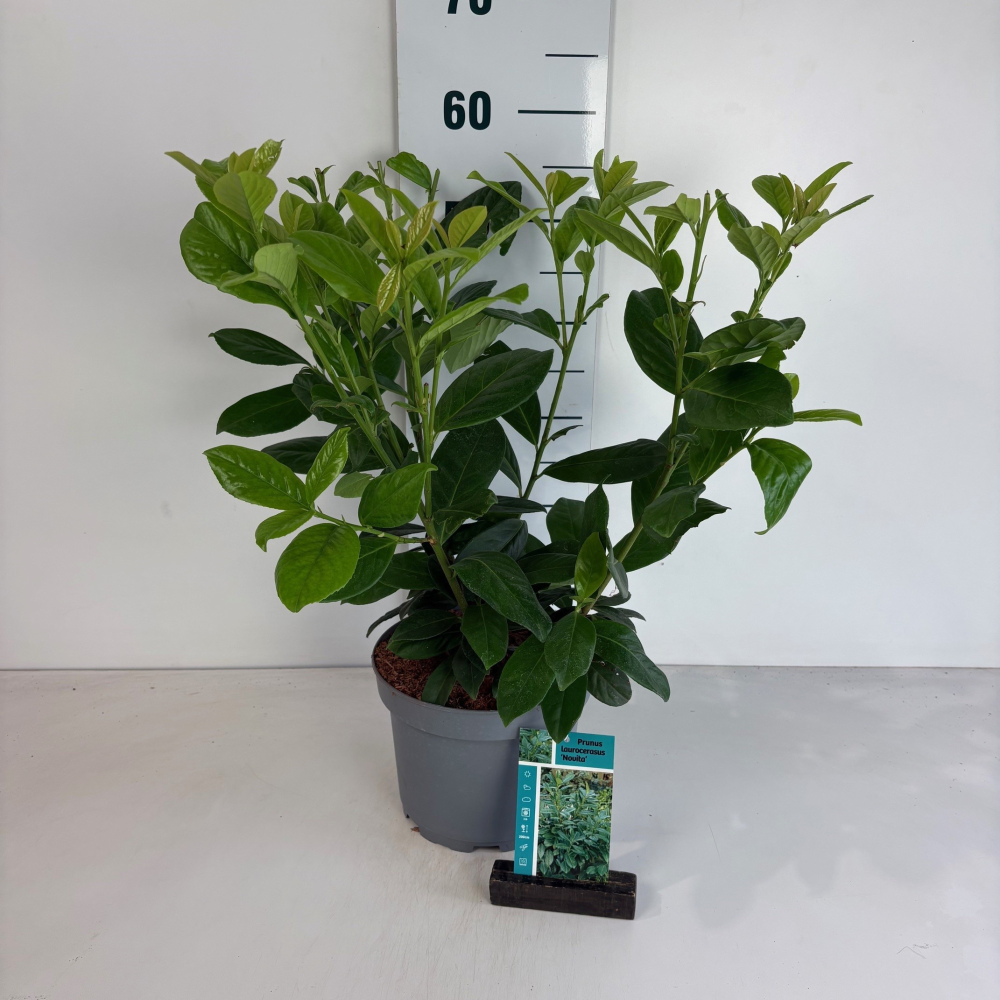 Prunus laurocerasus Novita, D 20 cm