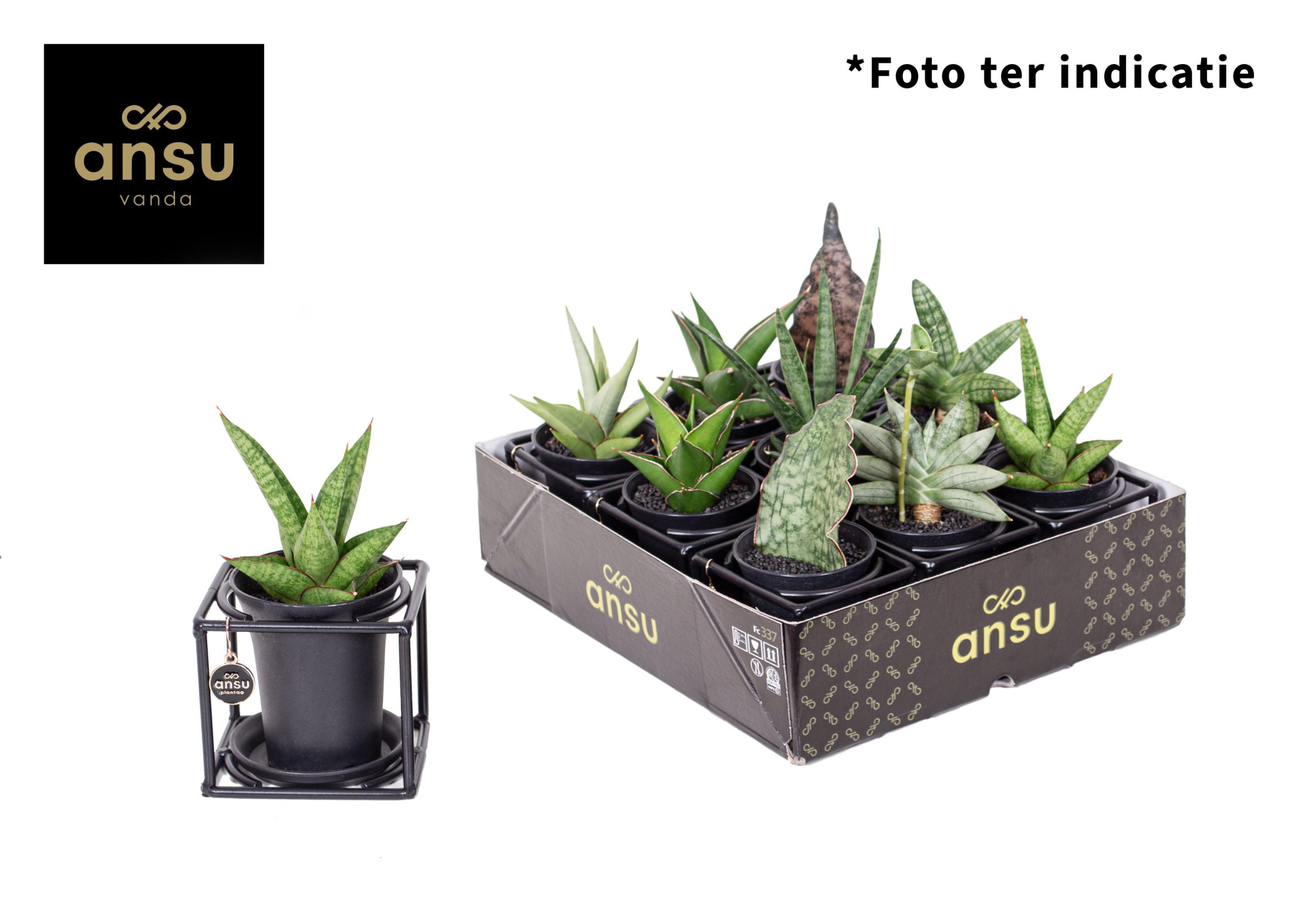 Sansevieria in design frame mix, D 10 cm