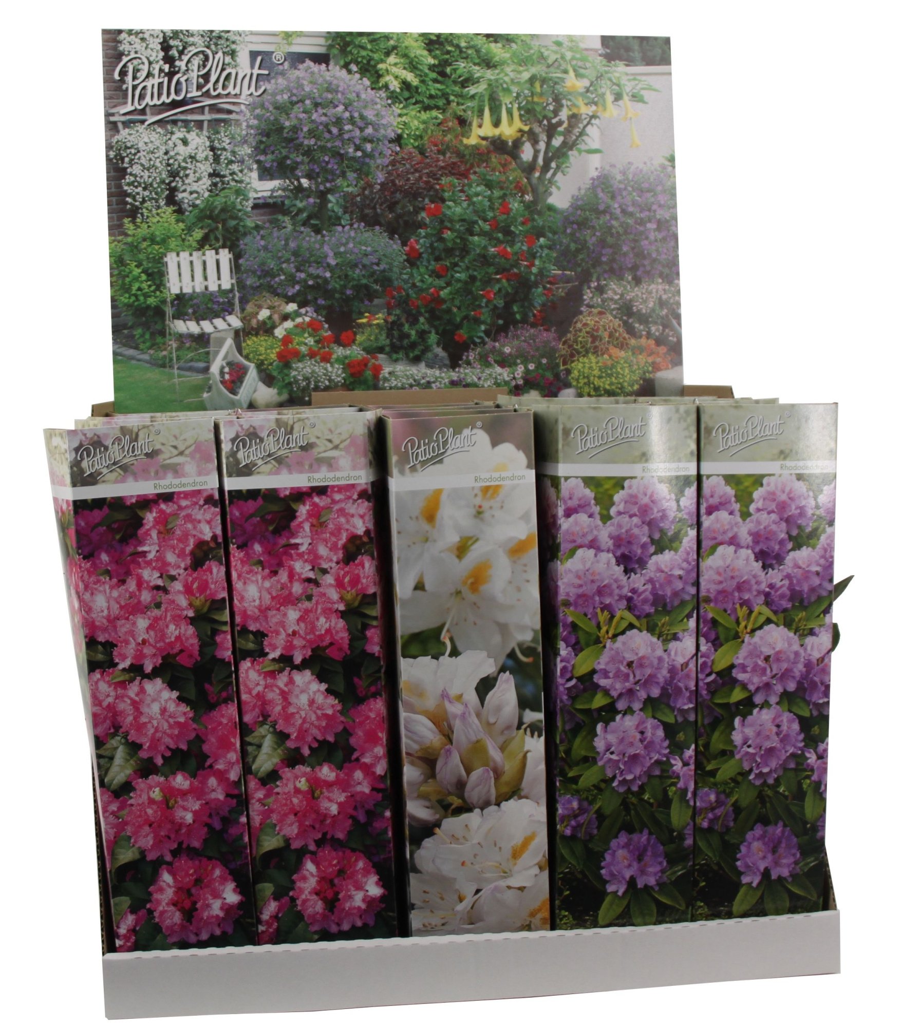 Rhododendron mix, D 9