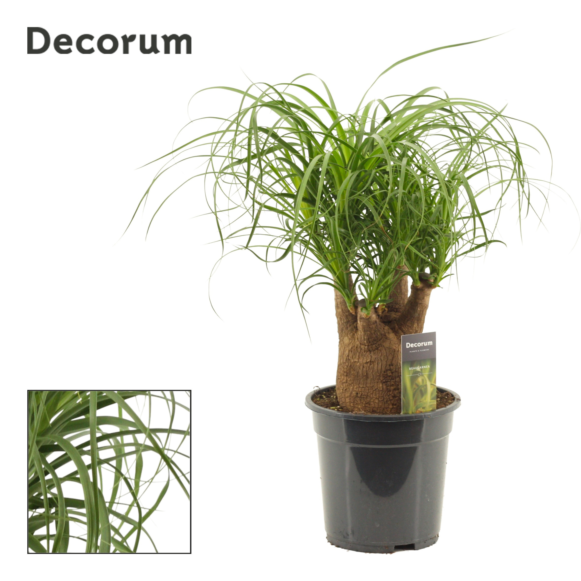 Beaucarnea vertakt 19 cm (Decorum), D 19