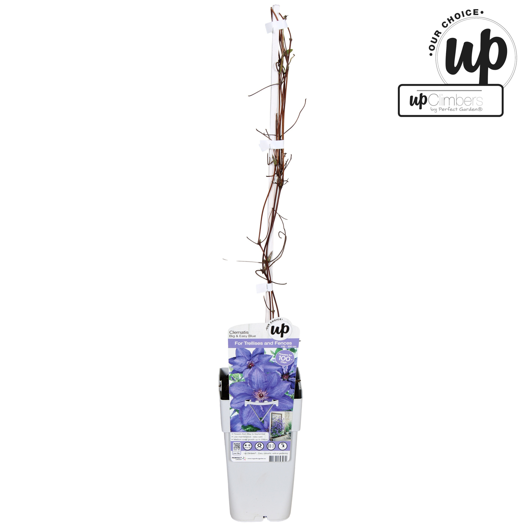 Clematis Big and Easy Blue - Lindsay P15, D 15